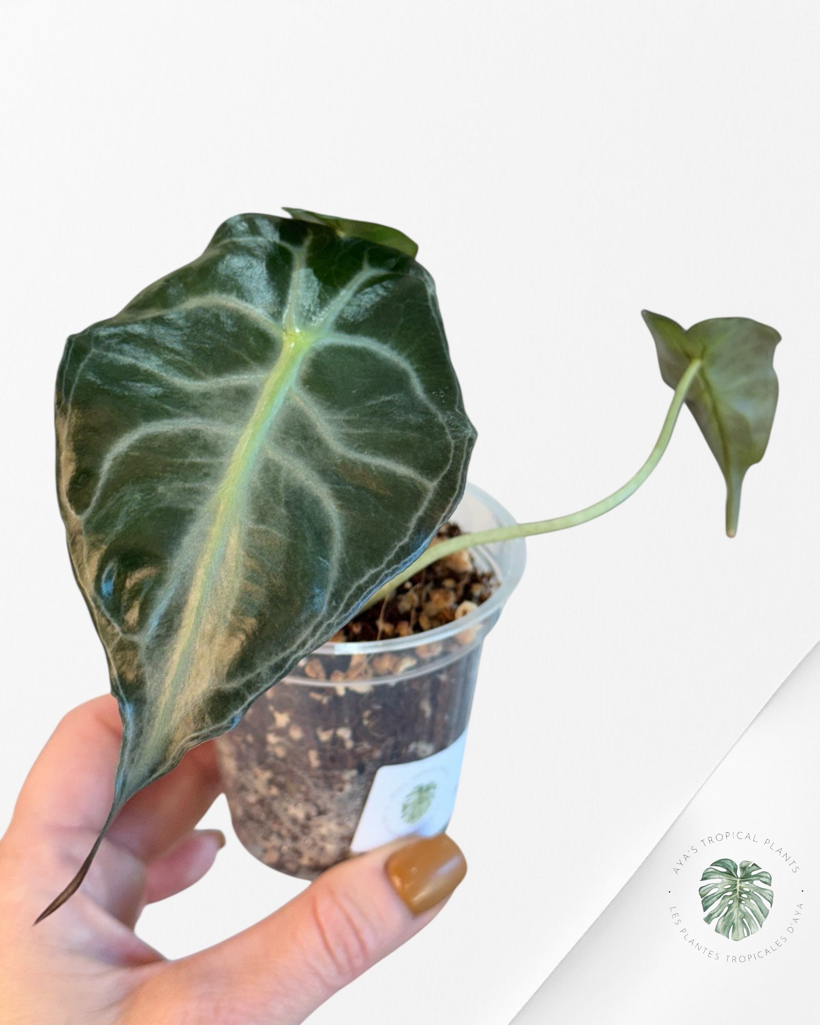 Alocasia Venom-43