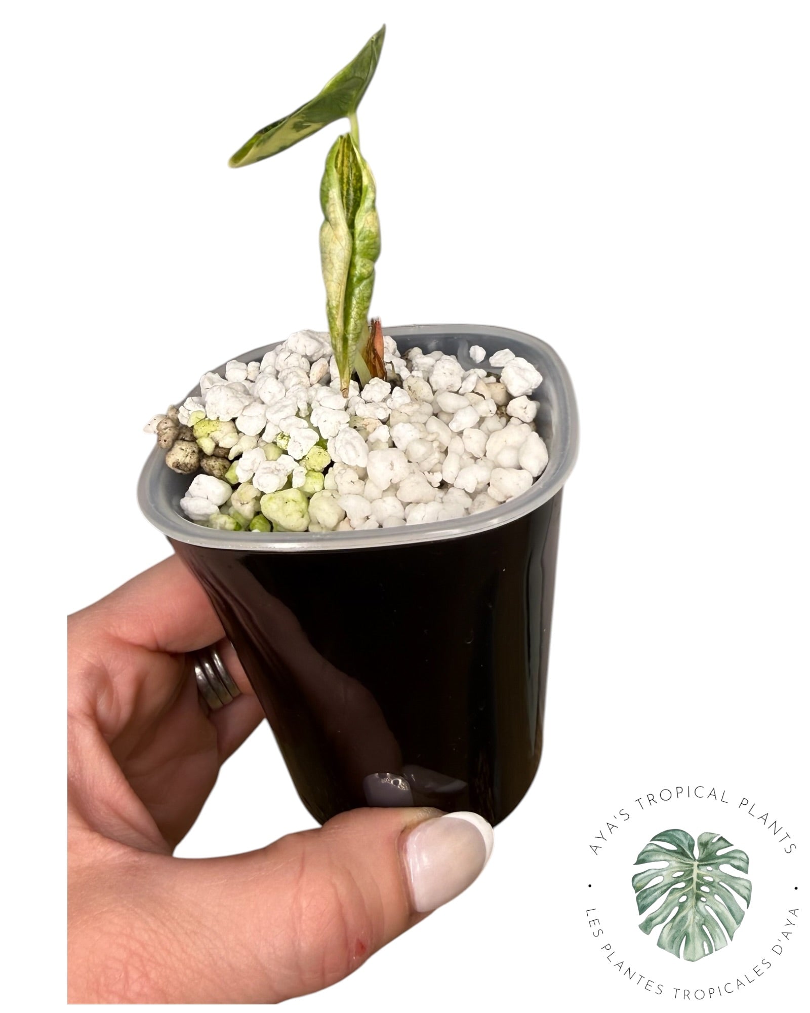 Alocasia Azlanii Aurea Variegated