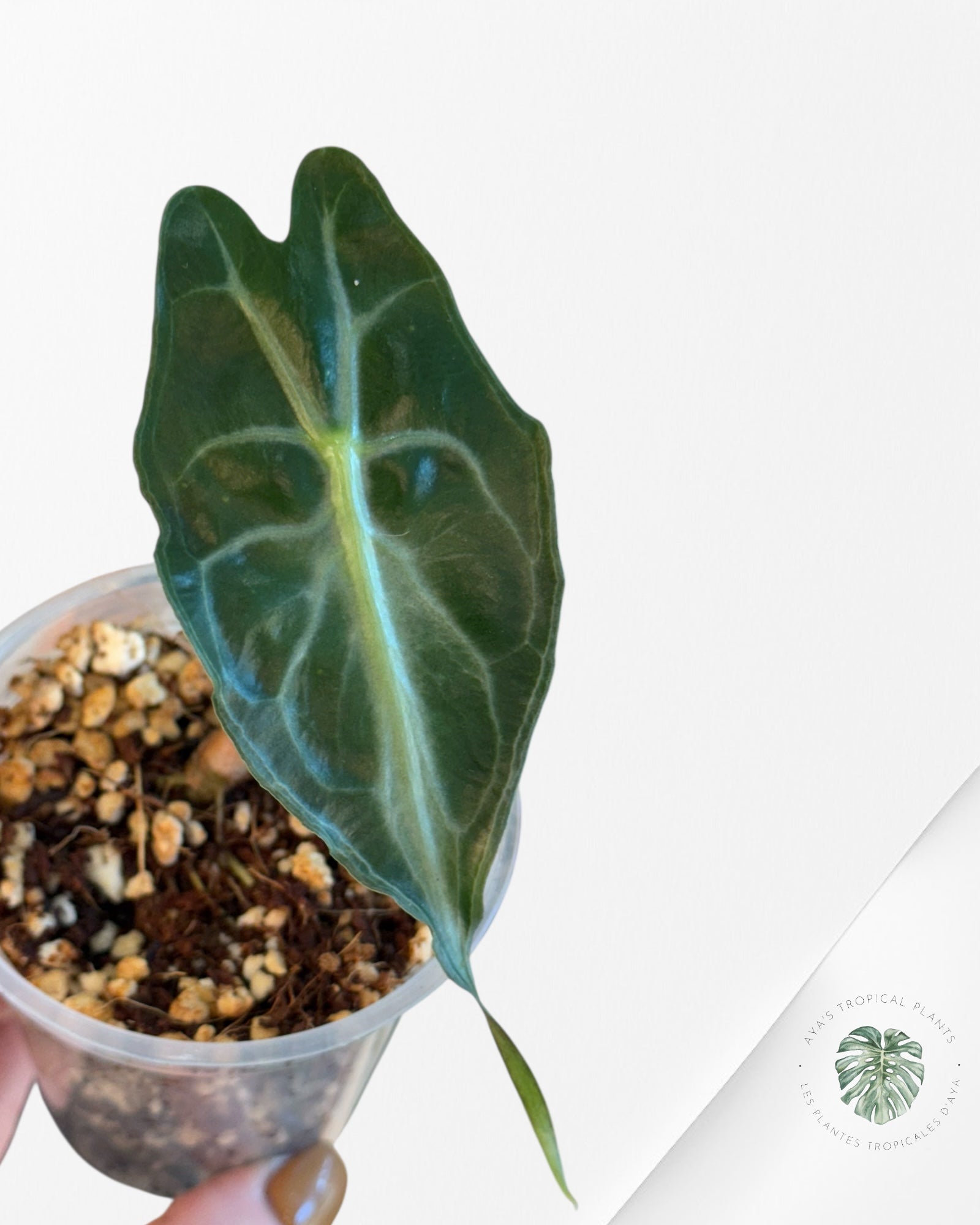 Alocasia Venom-620