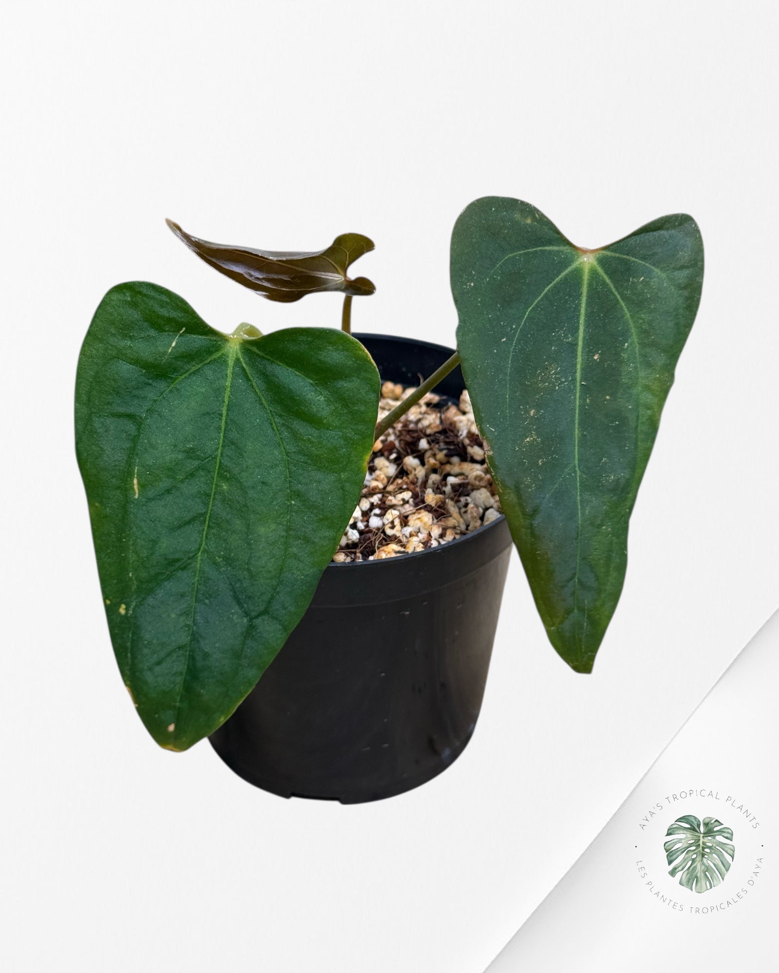 Anthurium 'Ace of Spades' x papillilaminum Fort Sherman' - AF4