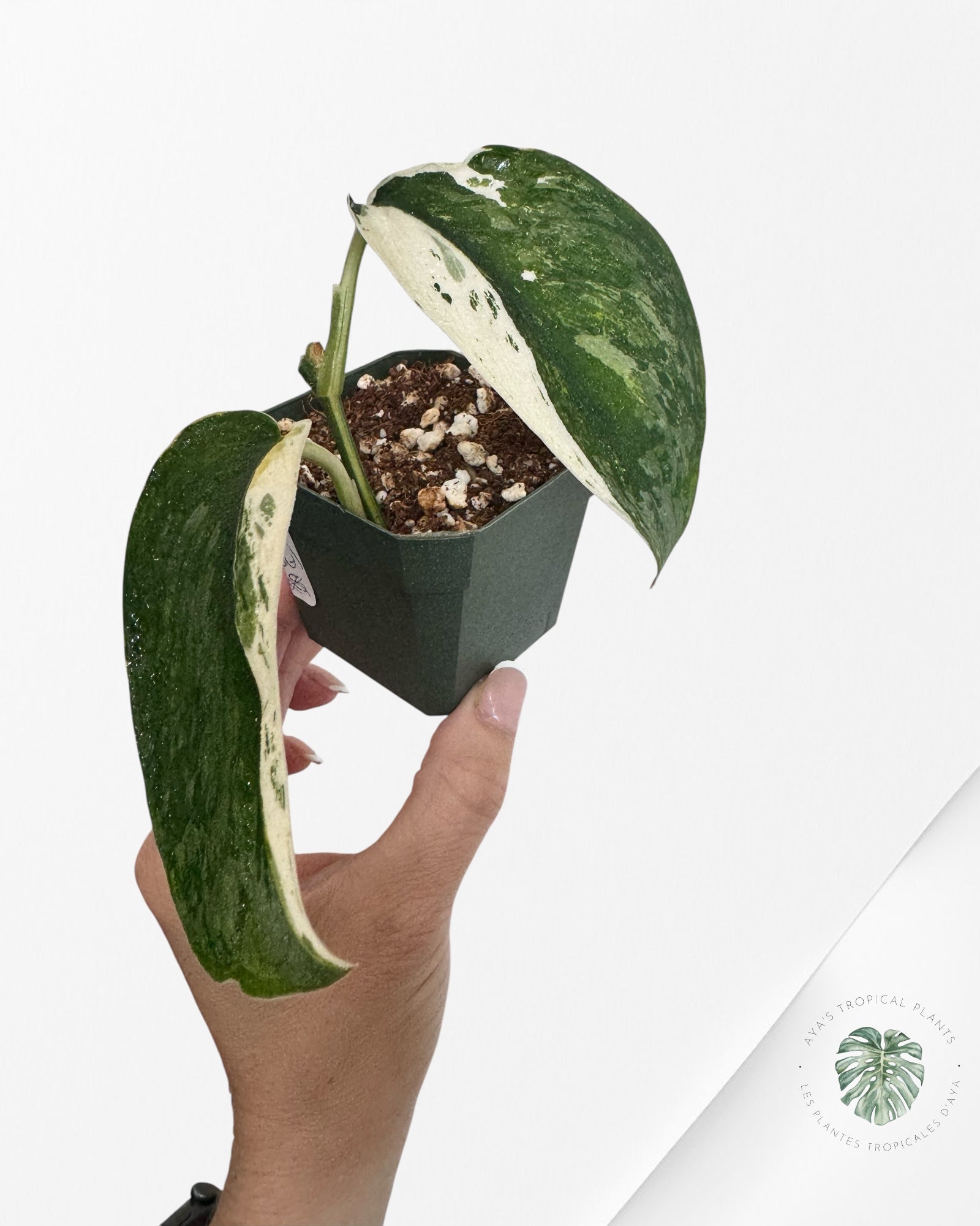 Scindapsus Salamount - M3