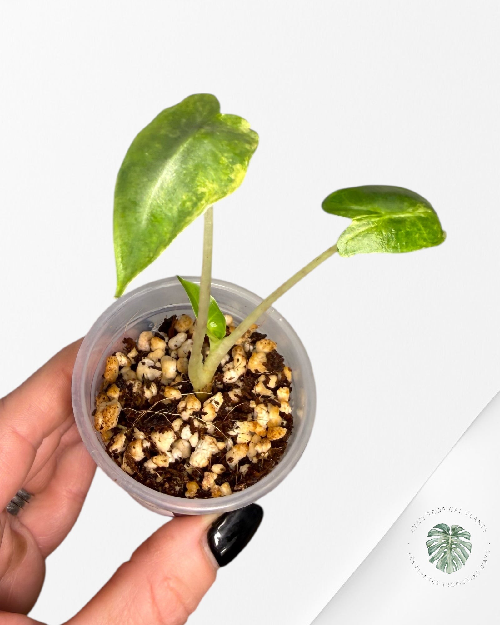 Alocasia Sarian Variegated Aurea