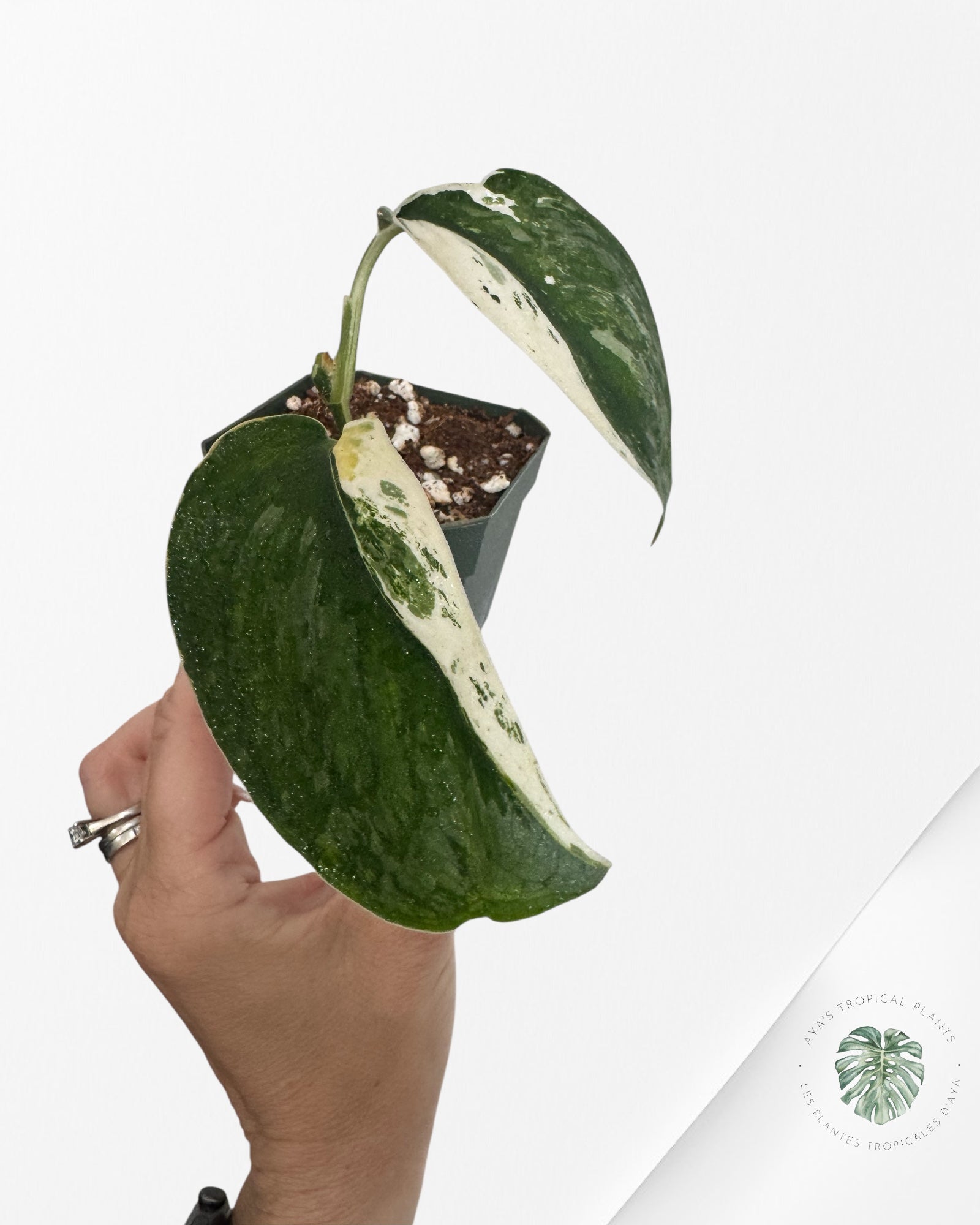 Scindapsus Salamount - M3