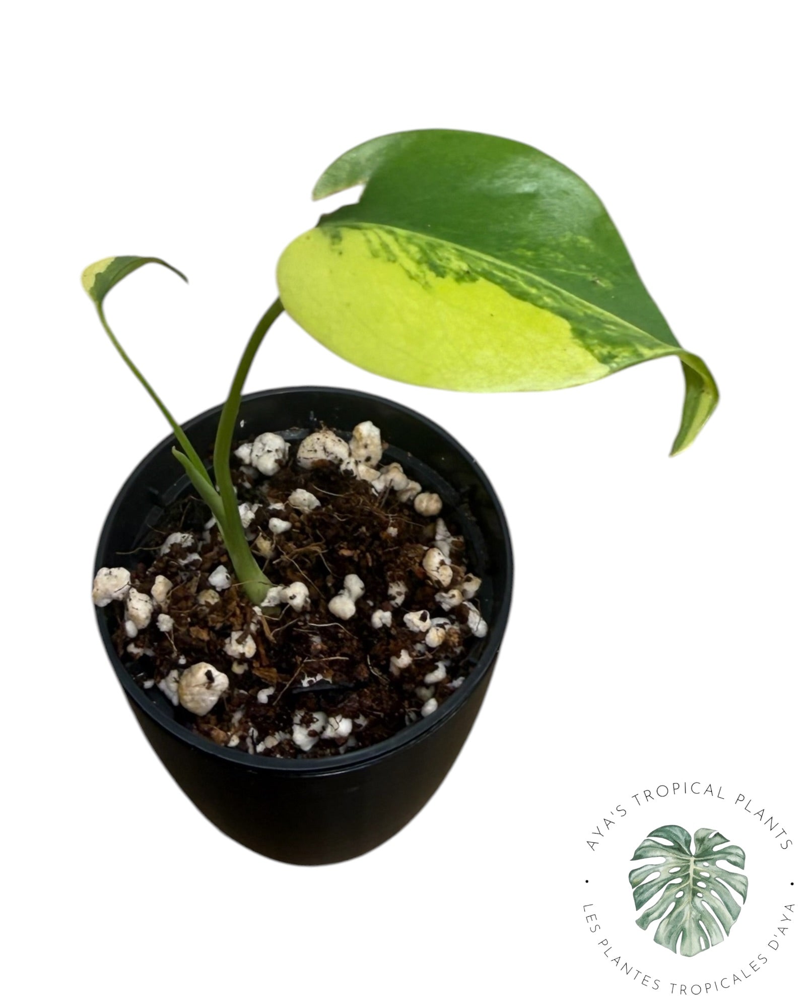 Monstera Aurea Variegated