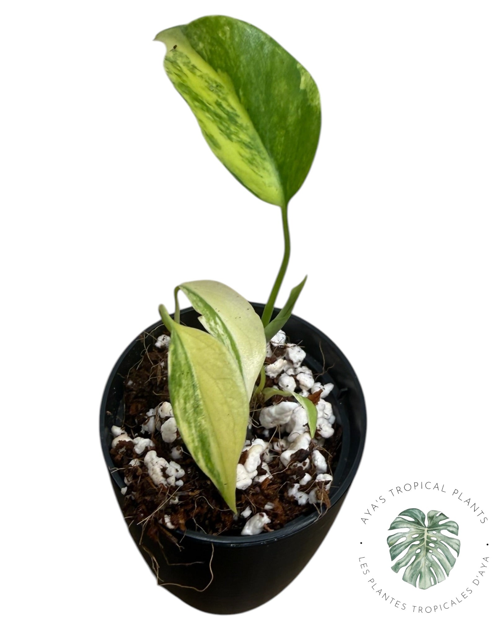 Monstera Aurea Variegated