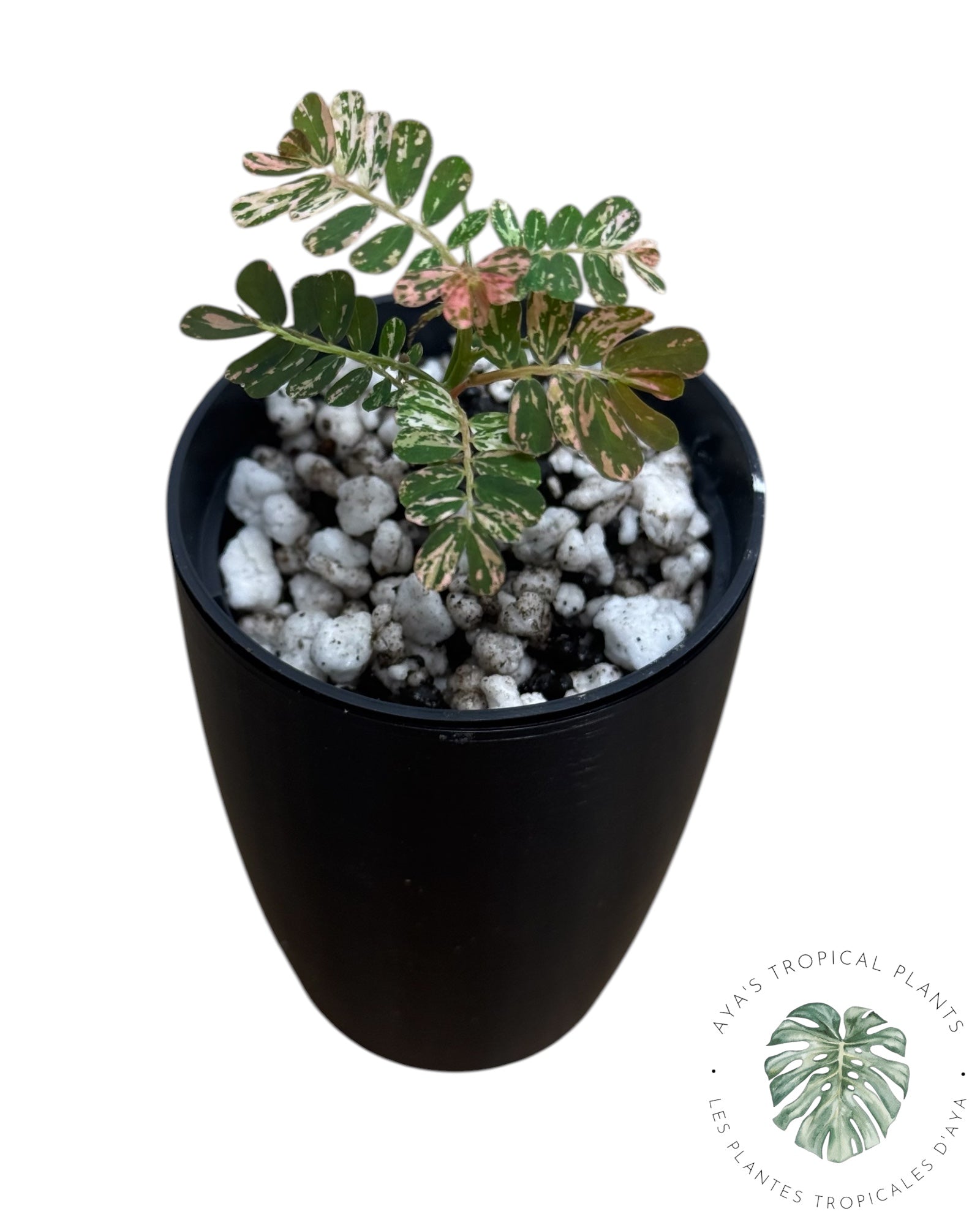 Phyllanthus urinaria 'Pink Variegated