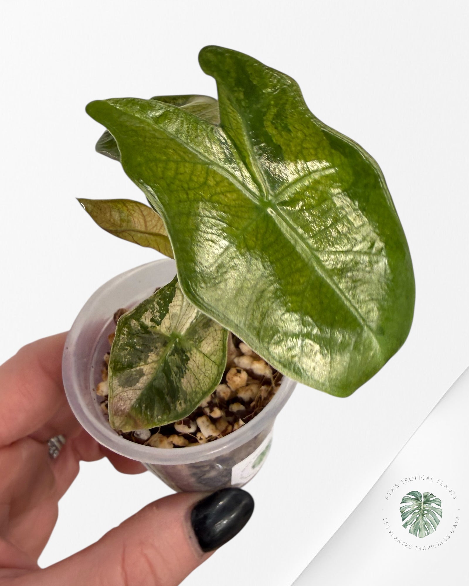 Alocasia Pseudo-Sanderiana Pink Variegated| Rare TC Plant| Aya's Tropical Plants