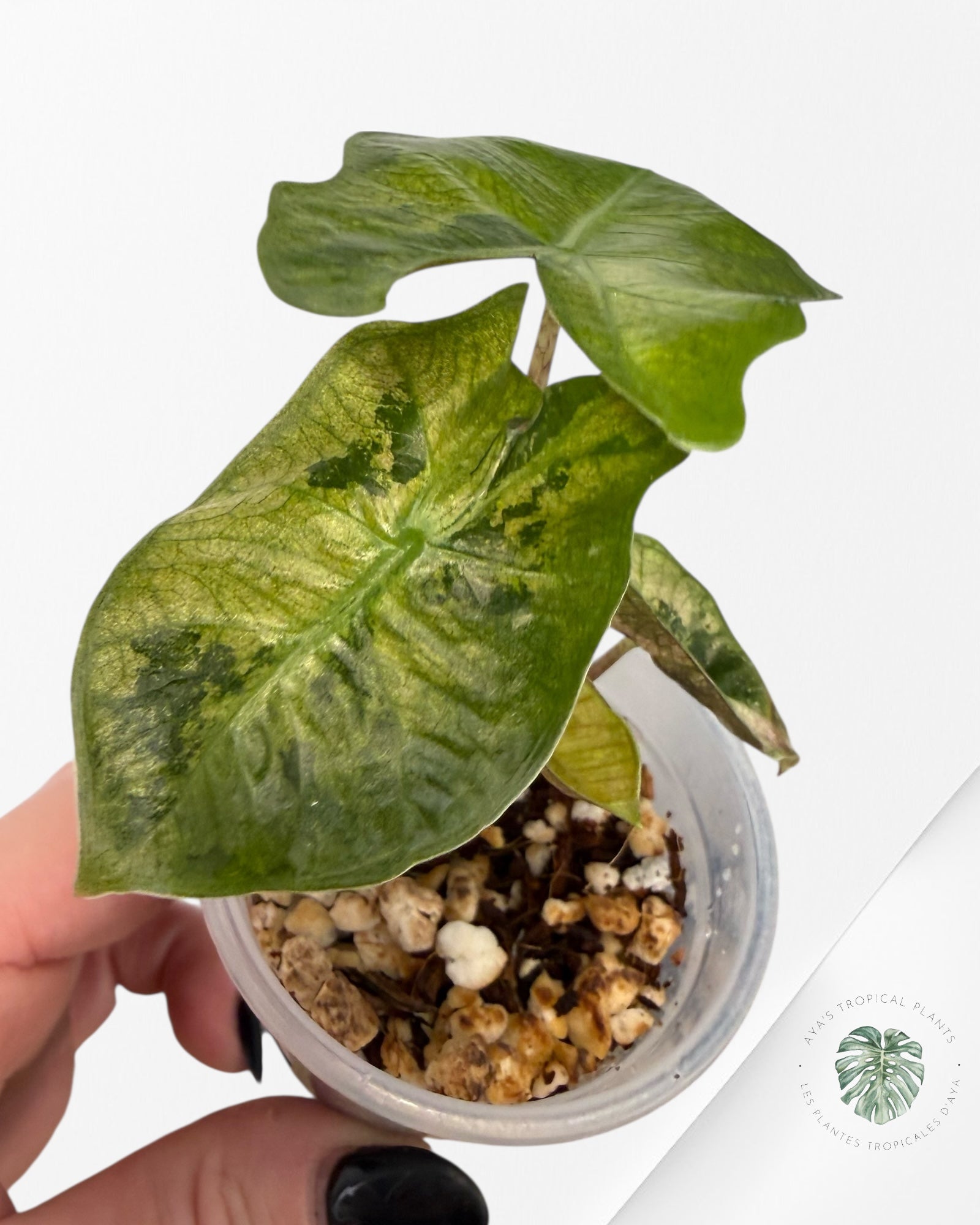 Alocasia Pseudo-Sanderiana Pink Variegated| Rare TC Plant| Aya's Tropical Plants