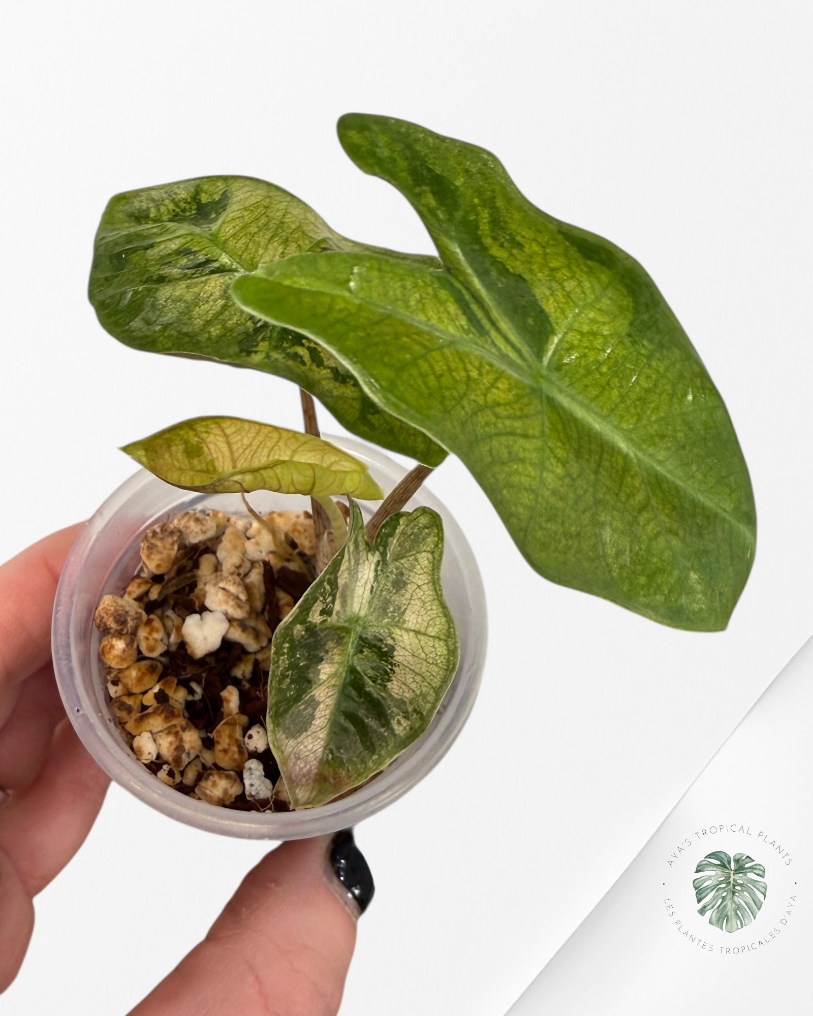 Alocasia Pseudo-Sanderiana Pink Variegated| Rare TC Plant| Aya's Tropical Plants