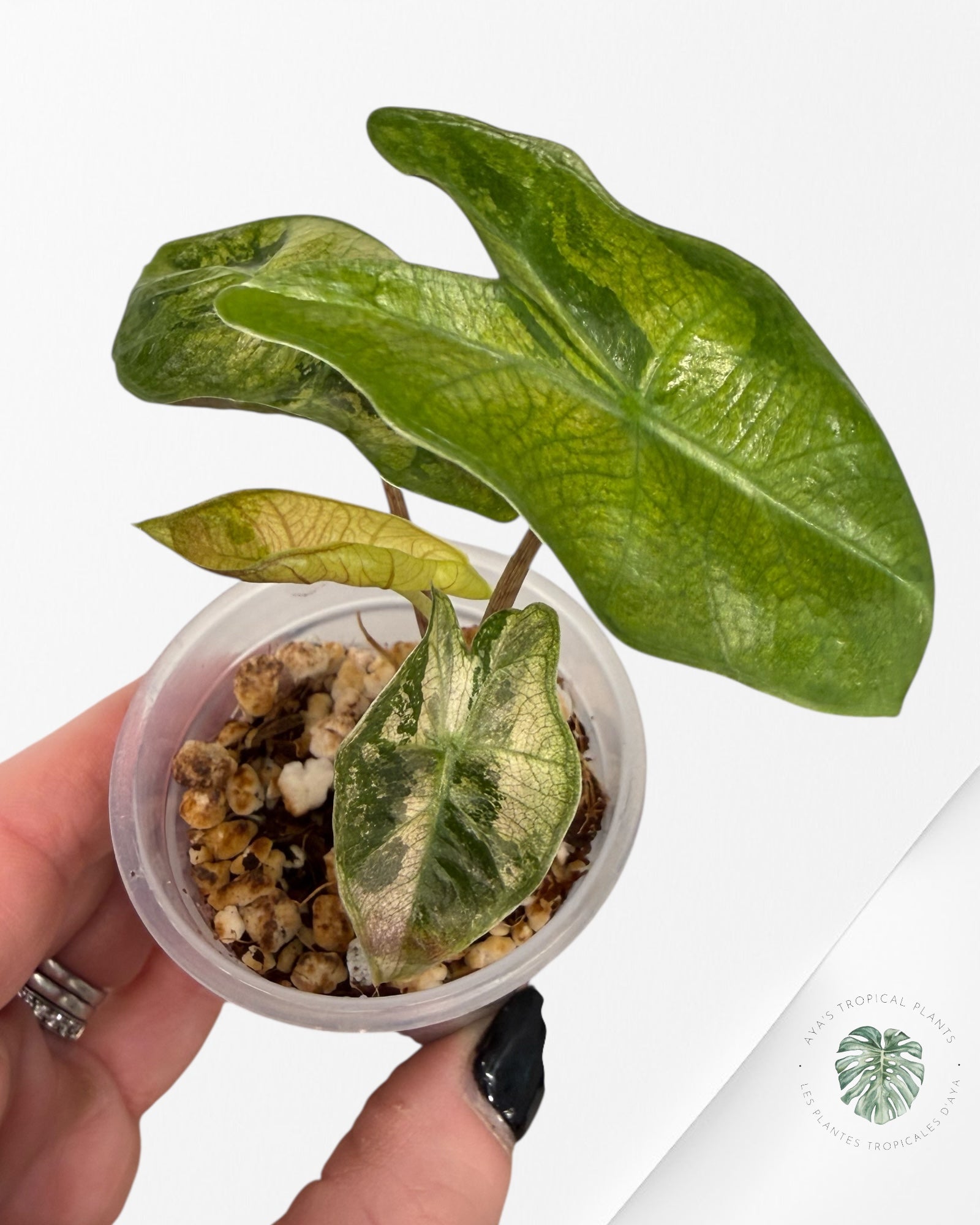 Alocasia Pseudo-Sanderiana Pink Variegated| Rare TC Plant| Aya's Tropical Plants