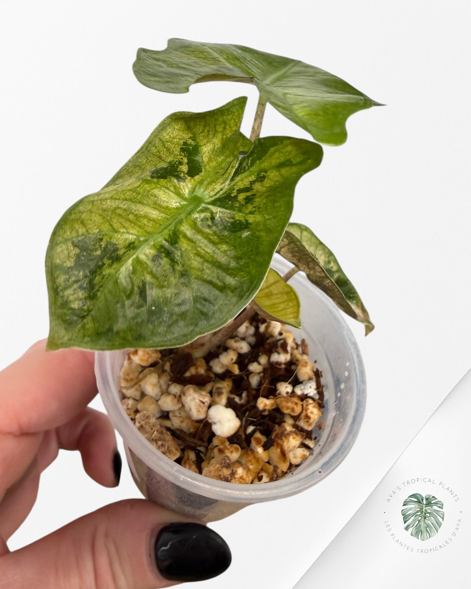 Alocasia Pseudo-Sanderiana Pink Variegated| Rare TC Plant| Aya's Tropical Plants