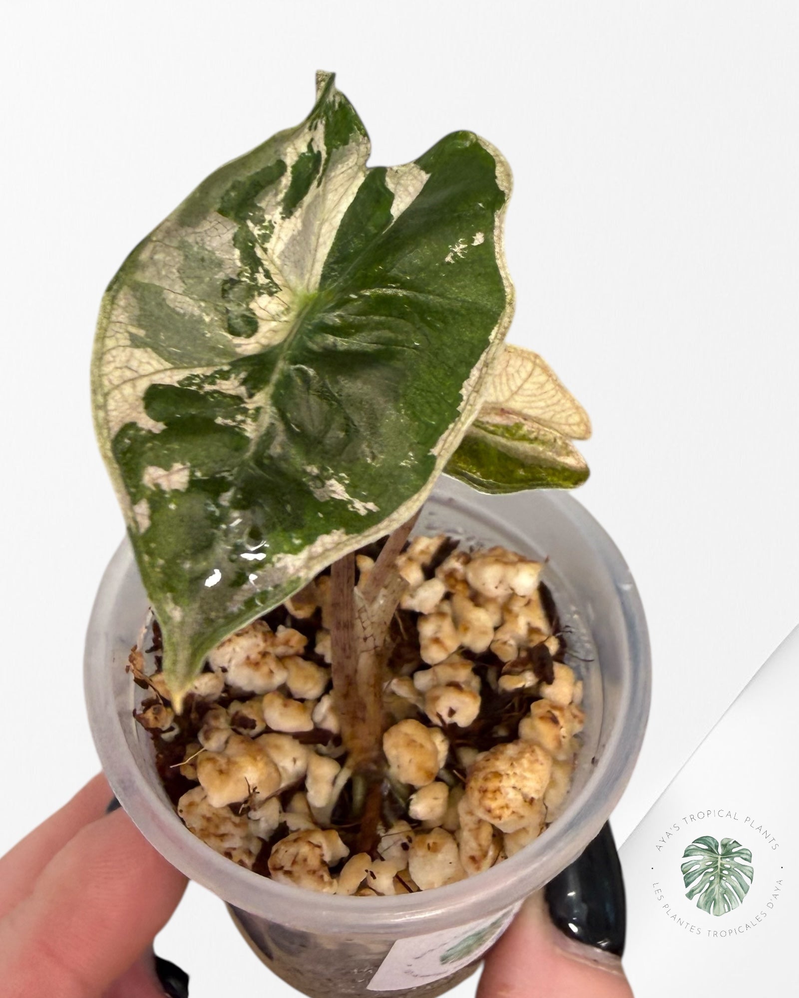 Alocasia Pseudo-Sanderiana Pink Variegated| Rare TC Plant| Aya's Tropical Plants