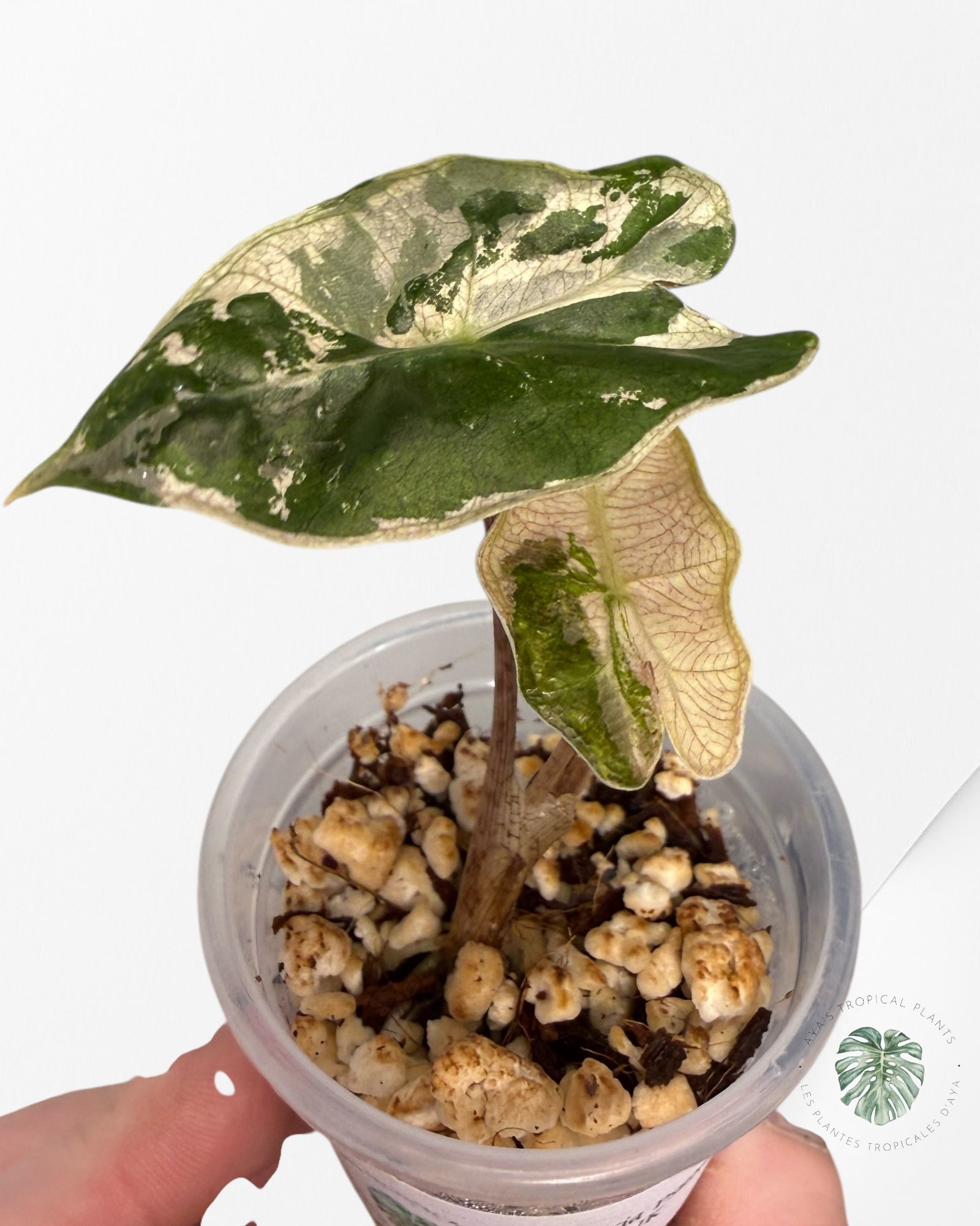 Alocasia Pseudo-Sanderiana Pink Variegated| Rare TC Plant| Aya's Tropical Plants