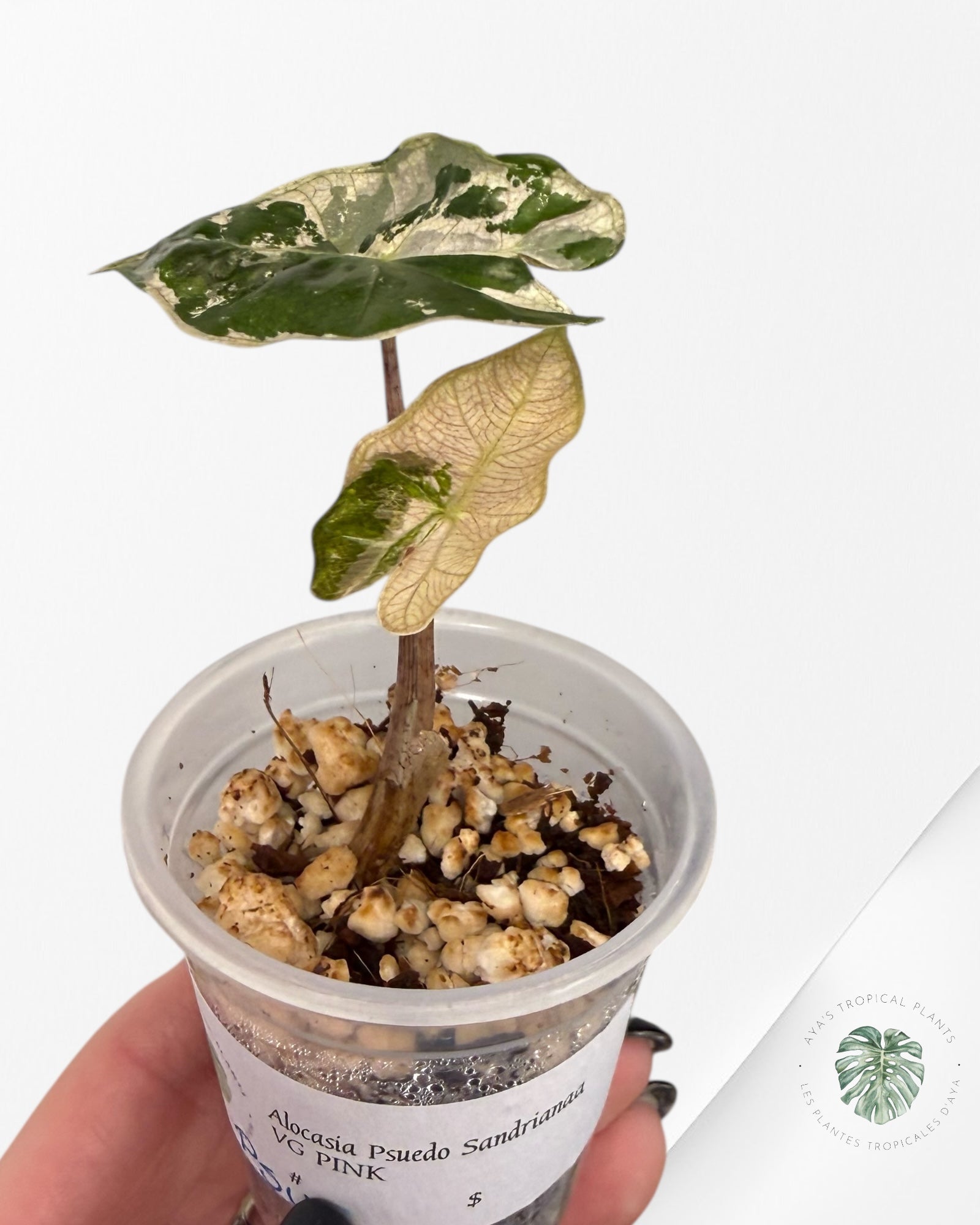 Alocasia Pseudo-Sanderiana Pink Variegated| Rare TC Plant| Aya's Tropical Plants