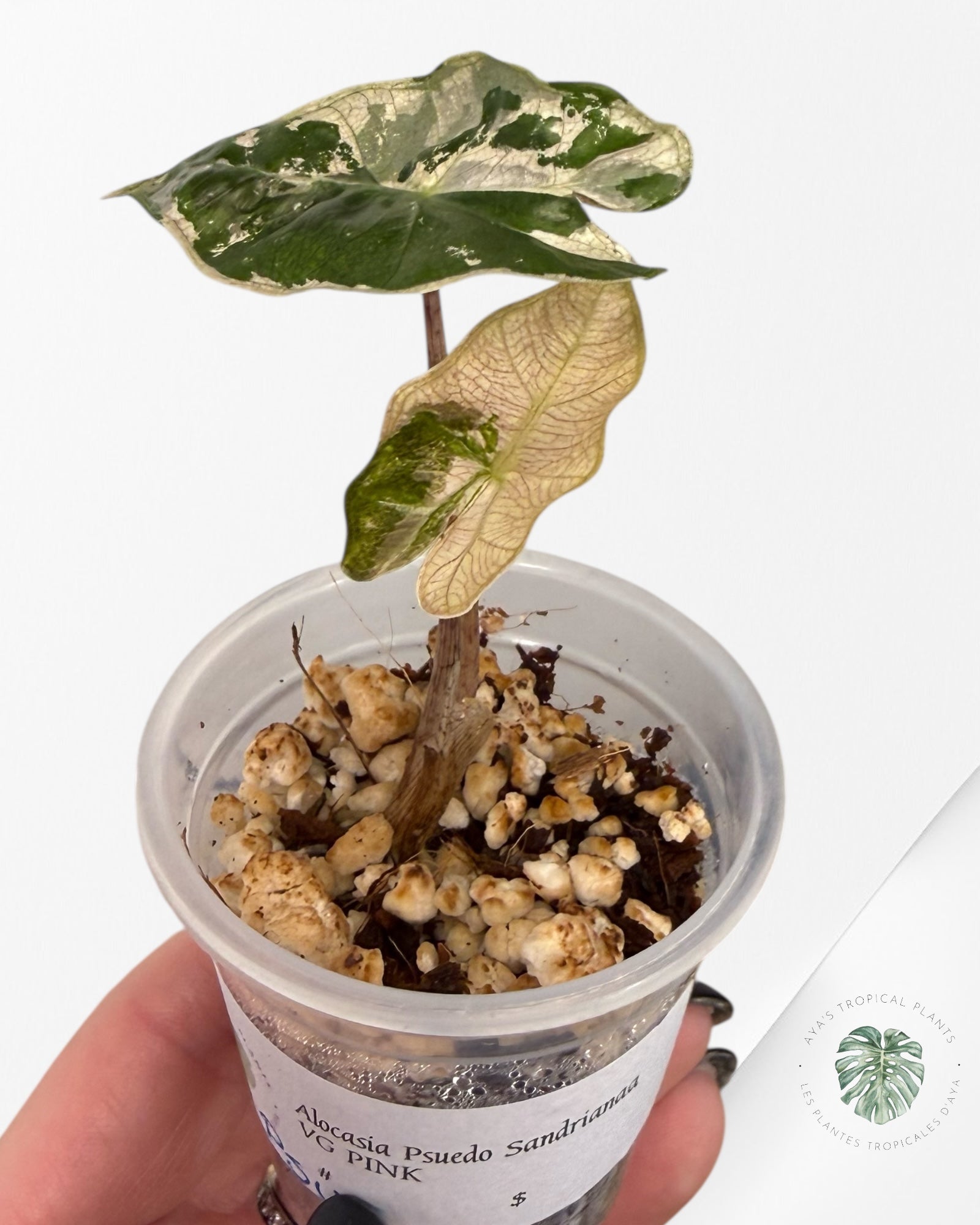 Alocasia Pseudo-Sanderiana Pink Variegated| Rare TC Plant| Aya's Tropical Plants