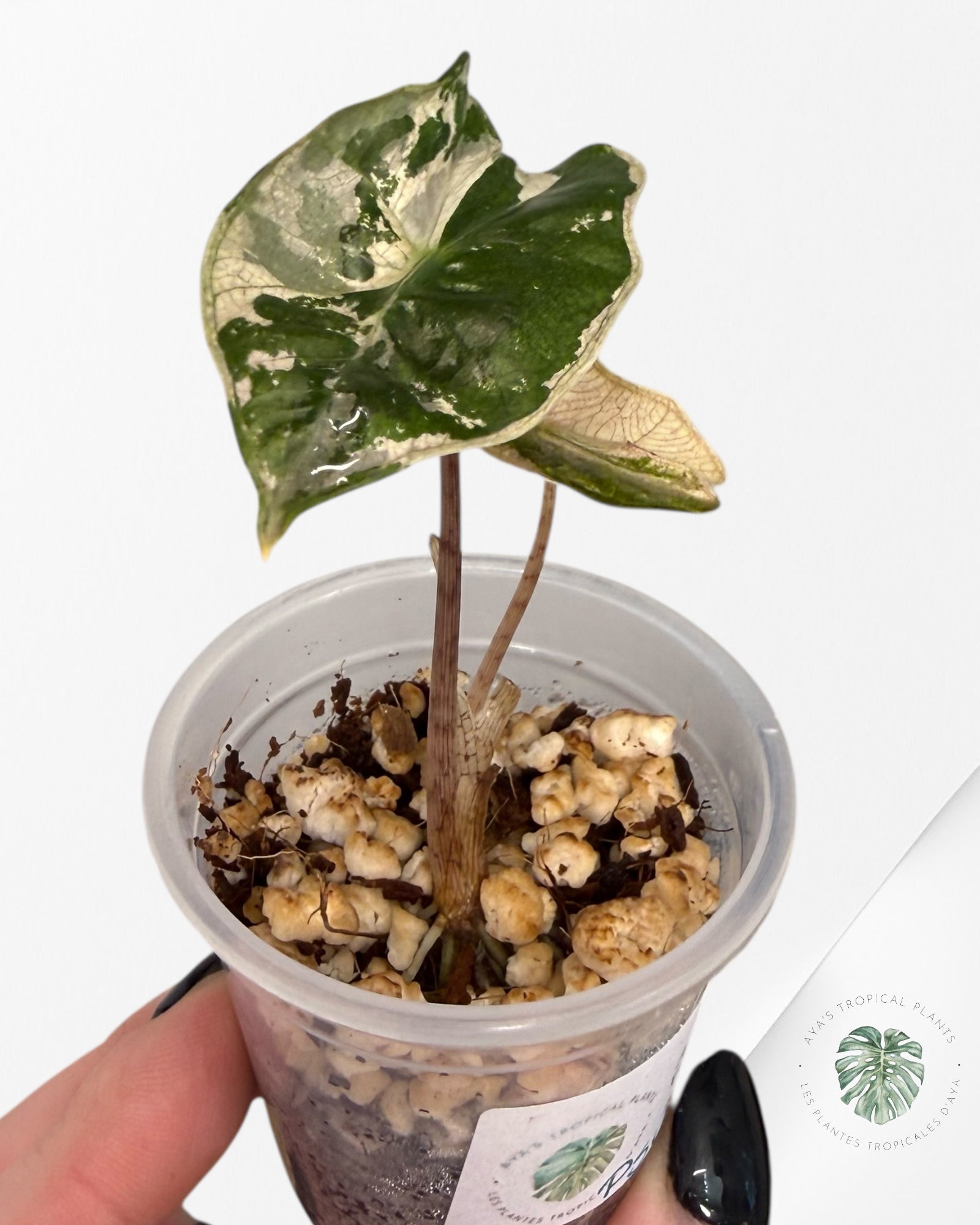 Alocasia Pseudo-Sanderiana Pink Variegated| Rare TC Plant| Aya's Tropical Plants