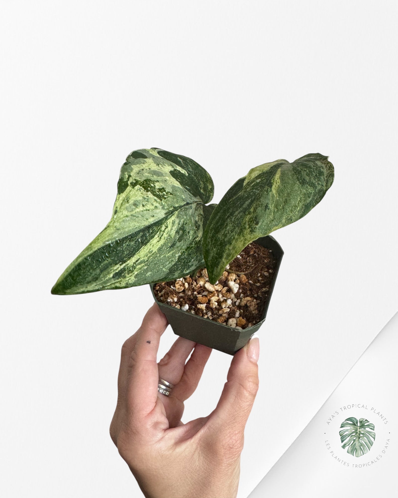Scindapsus Silver Splash Variagated - 300
