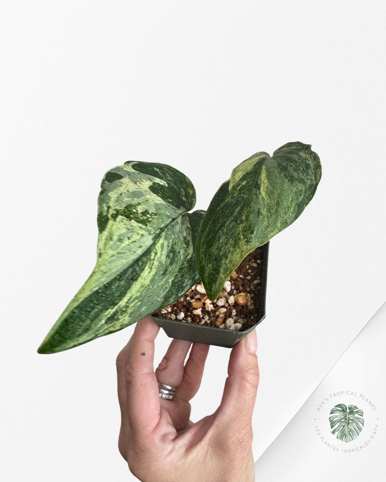 Scindapsus Silver Splash Variagated - 300