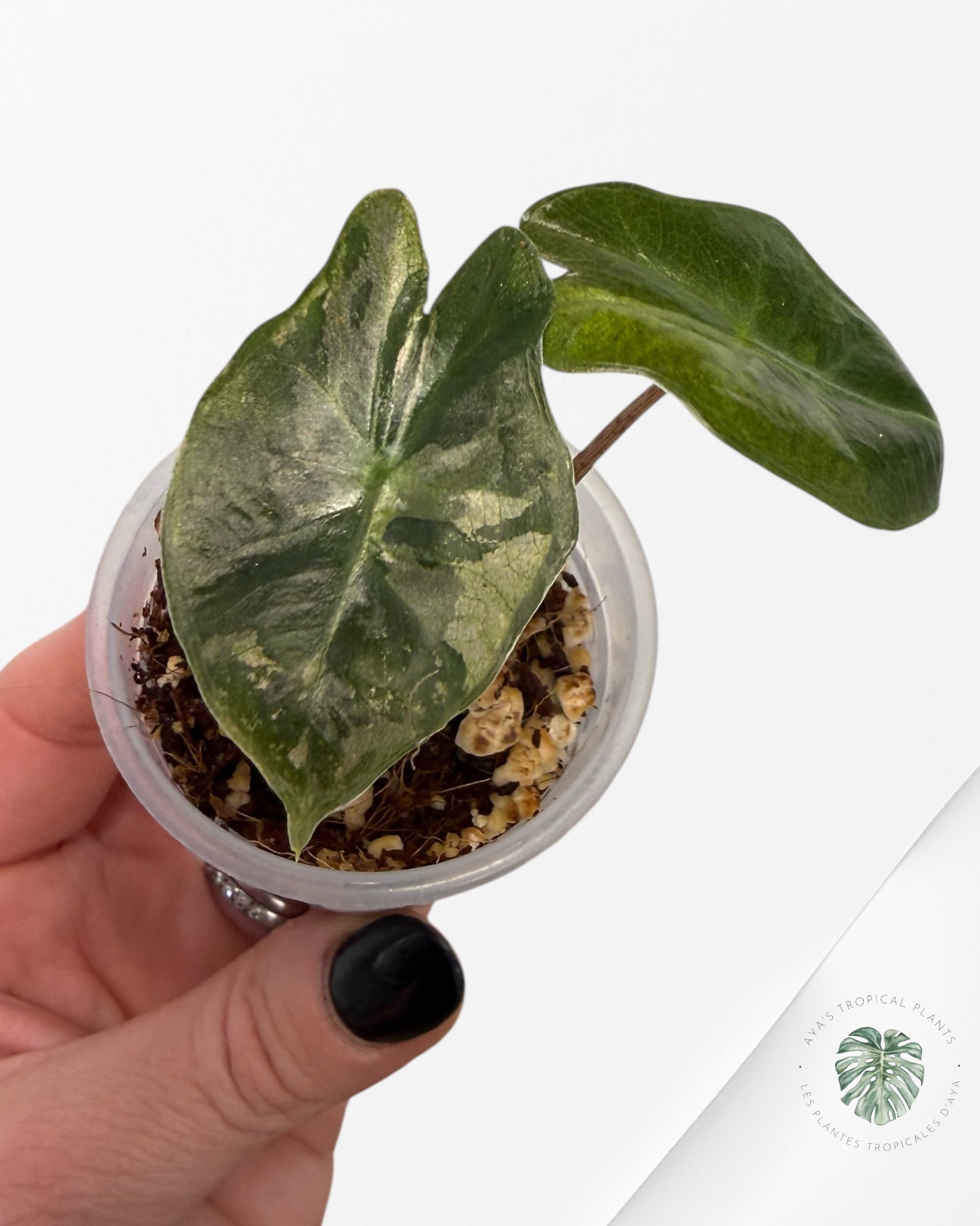 Alocasia Pseudo-Sanderiana Pink Variegated| Rare TC Plant| Aya's Tropical Plants