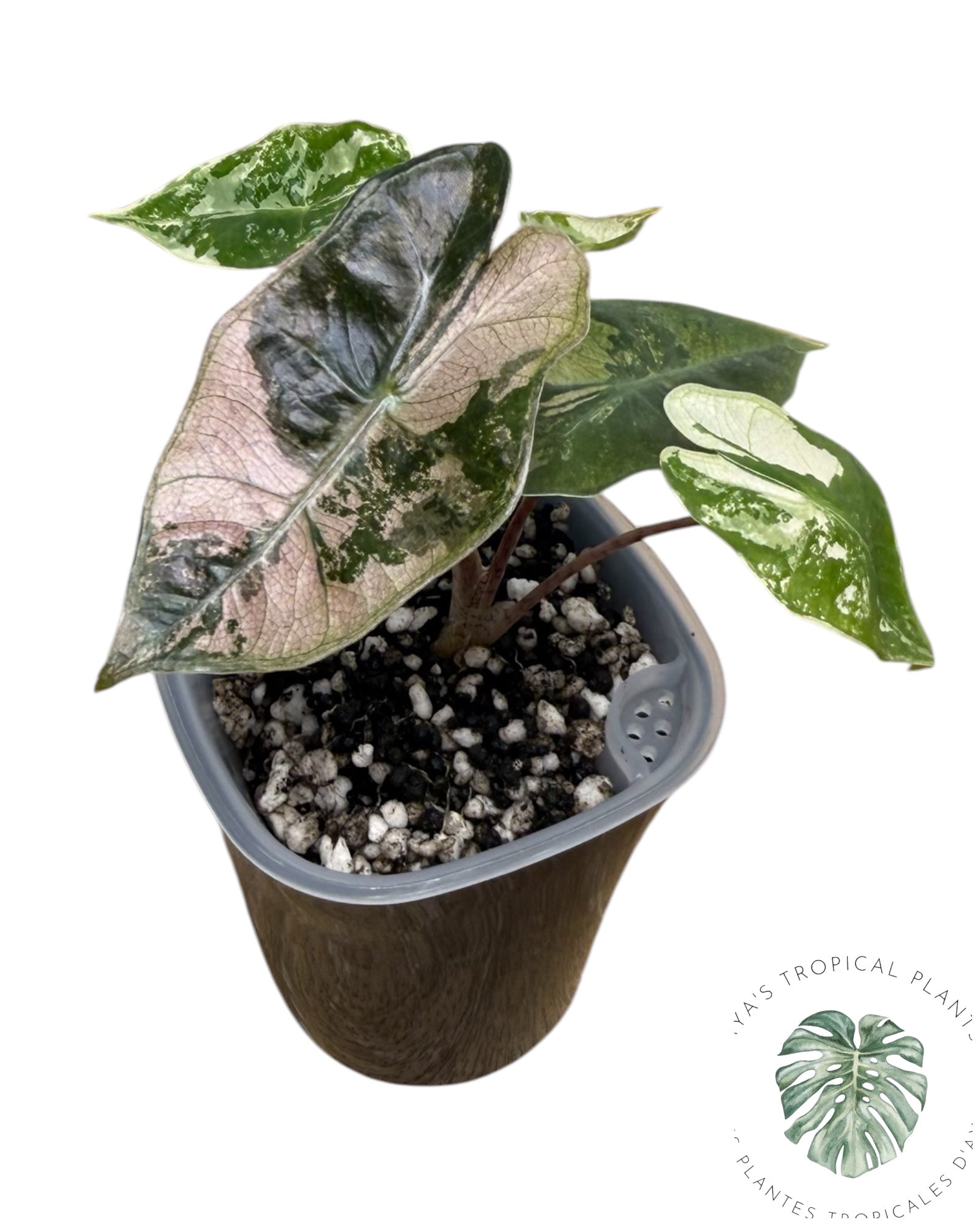 Alocasia Pseudo-Sanderiana Pink Variegated