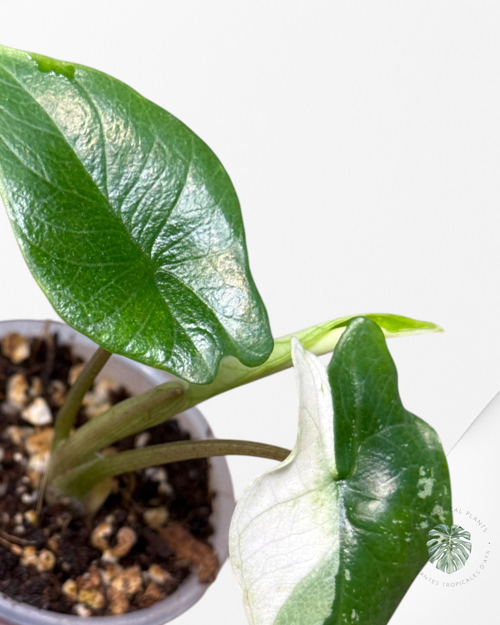 Alocasia Bisma sp. 'Platinum' Albo Variegated - 13E