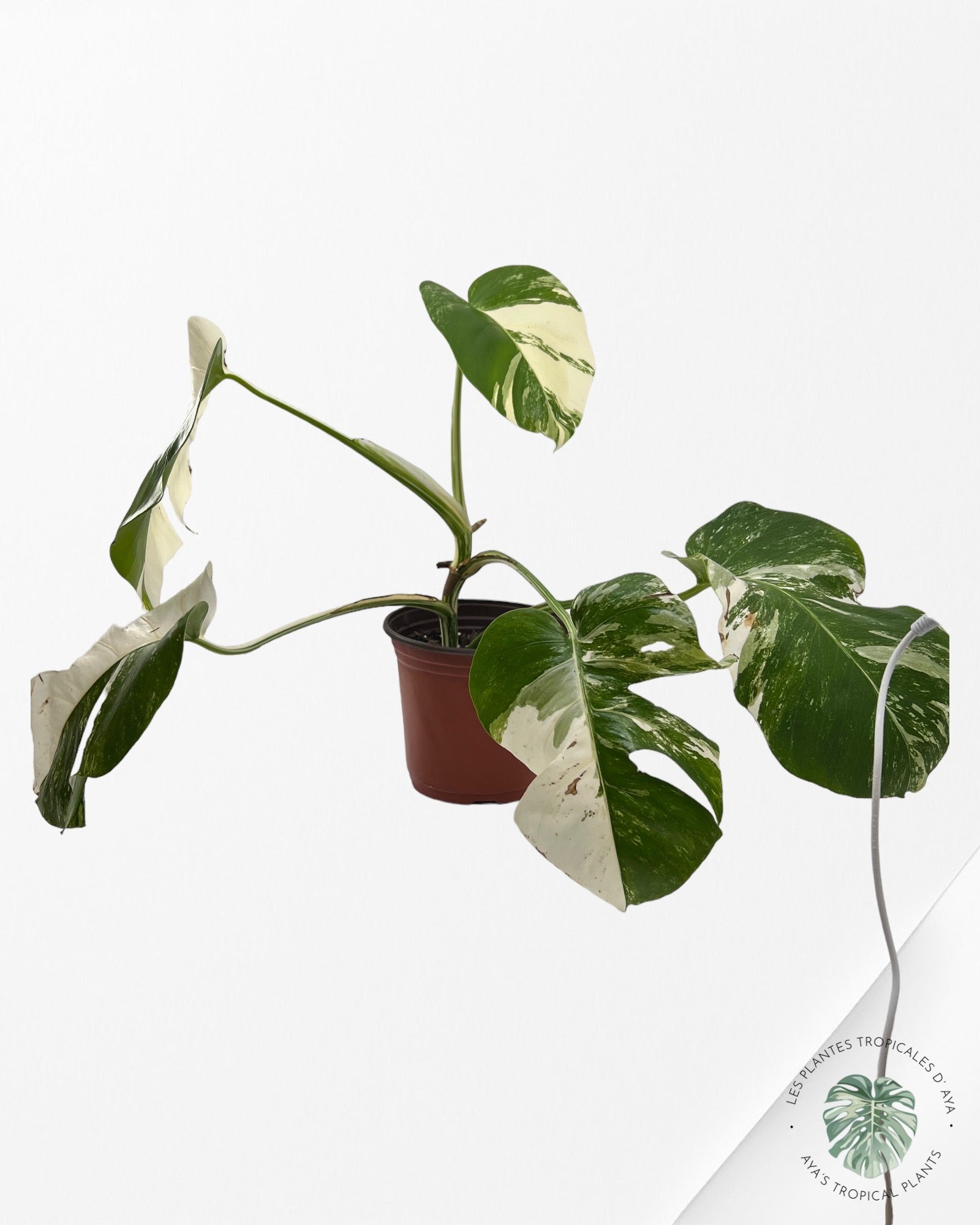 Monstera Borsigiana Albo JA13