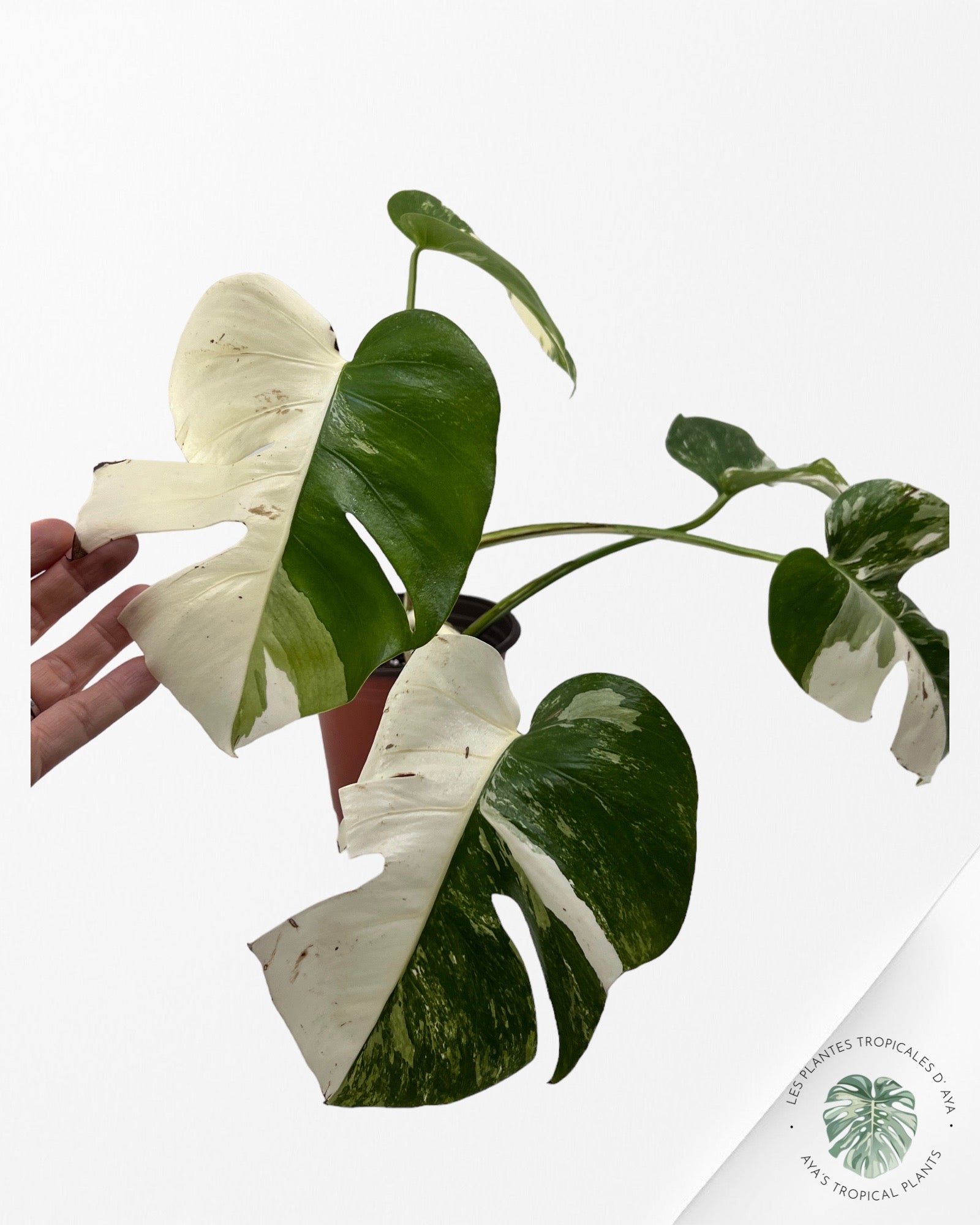 Monstera Borsigiana Albo JA13