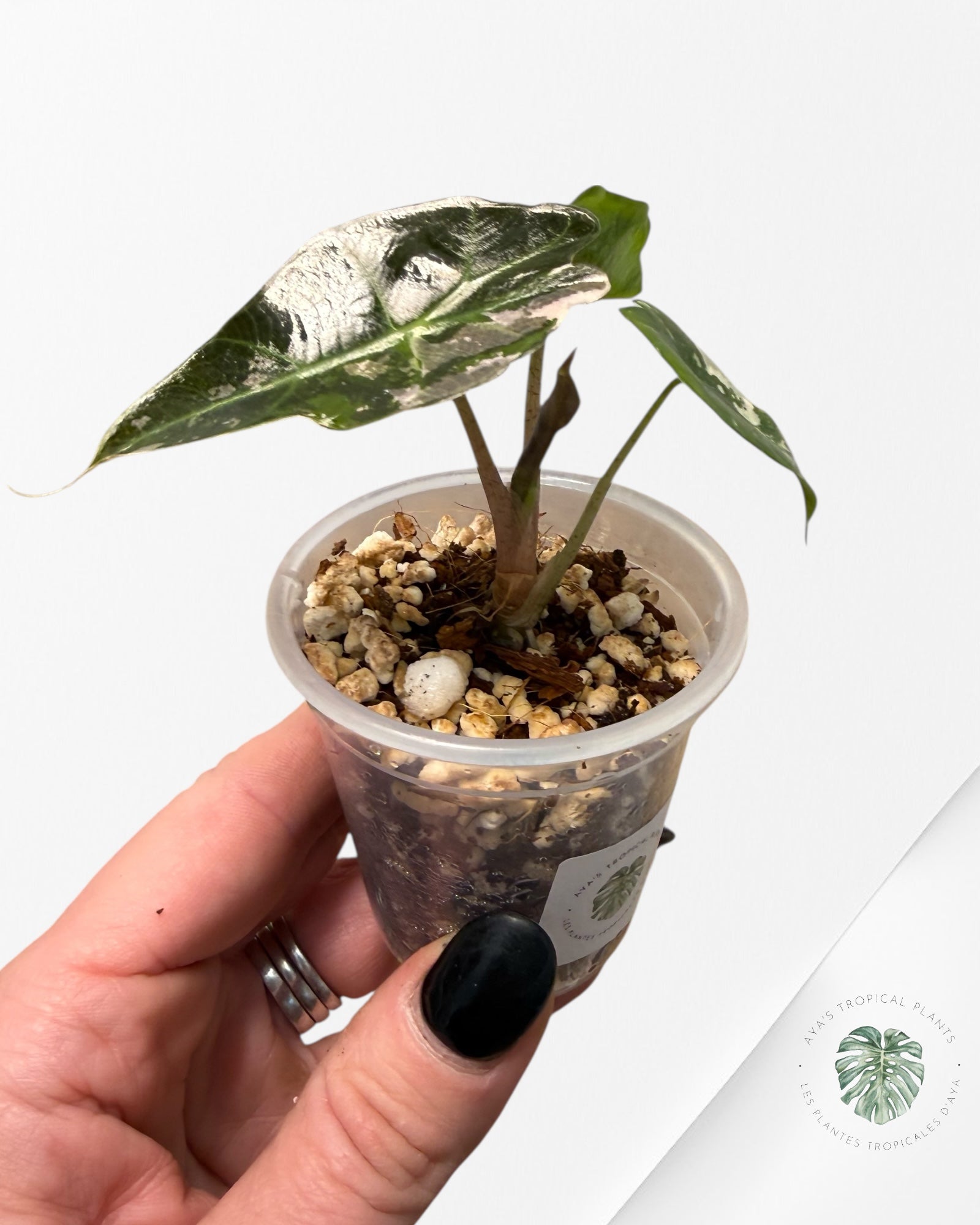 Alocasia Polly Pink Variegated| Rare TC Plant| Aya's Tropical Plants