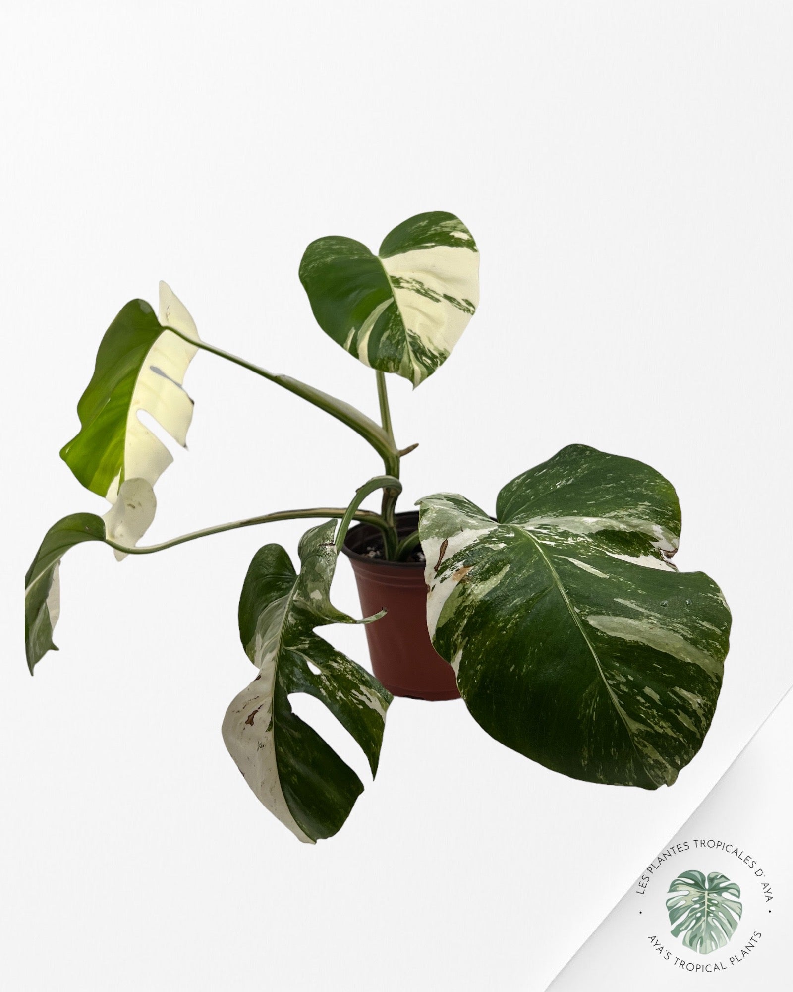 Monstera Borsigiana Albo JA13
