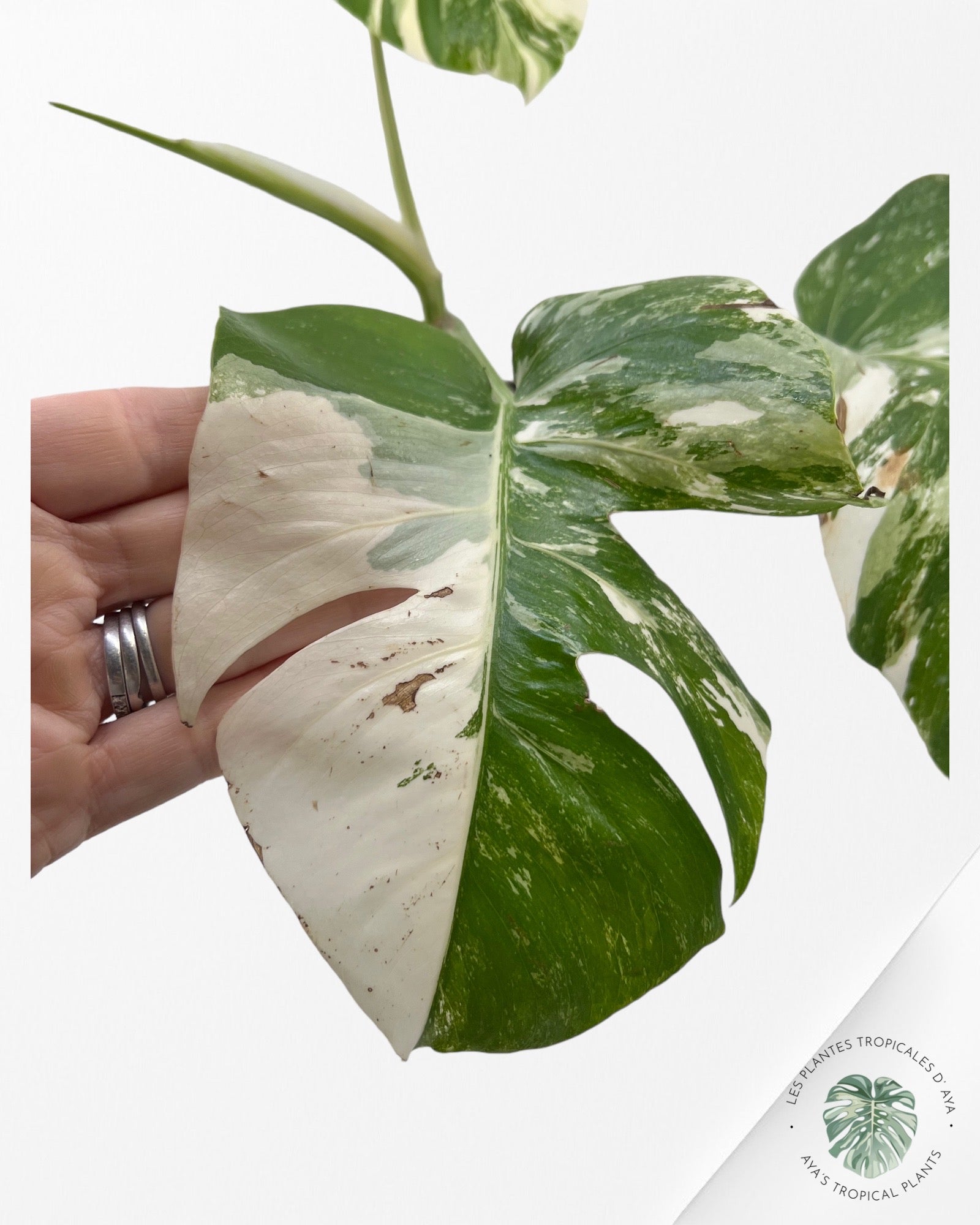 Monstera Borsigiana Albo JA13
