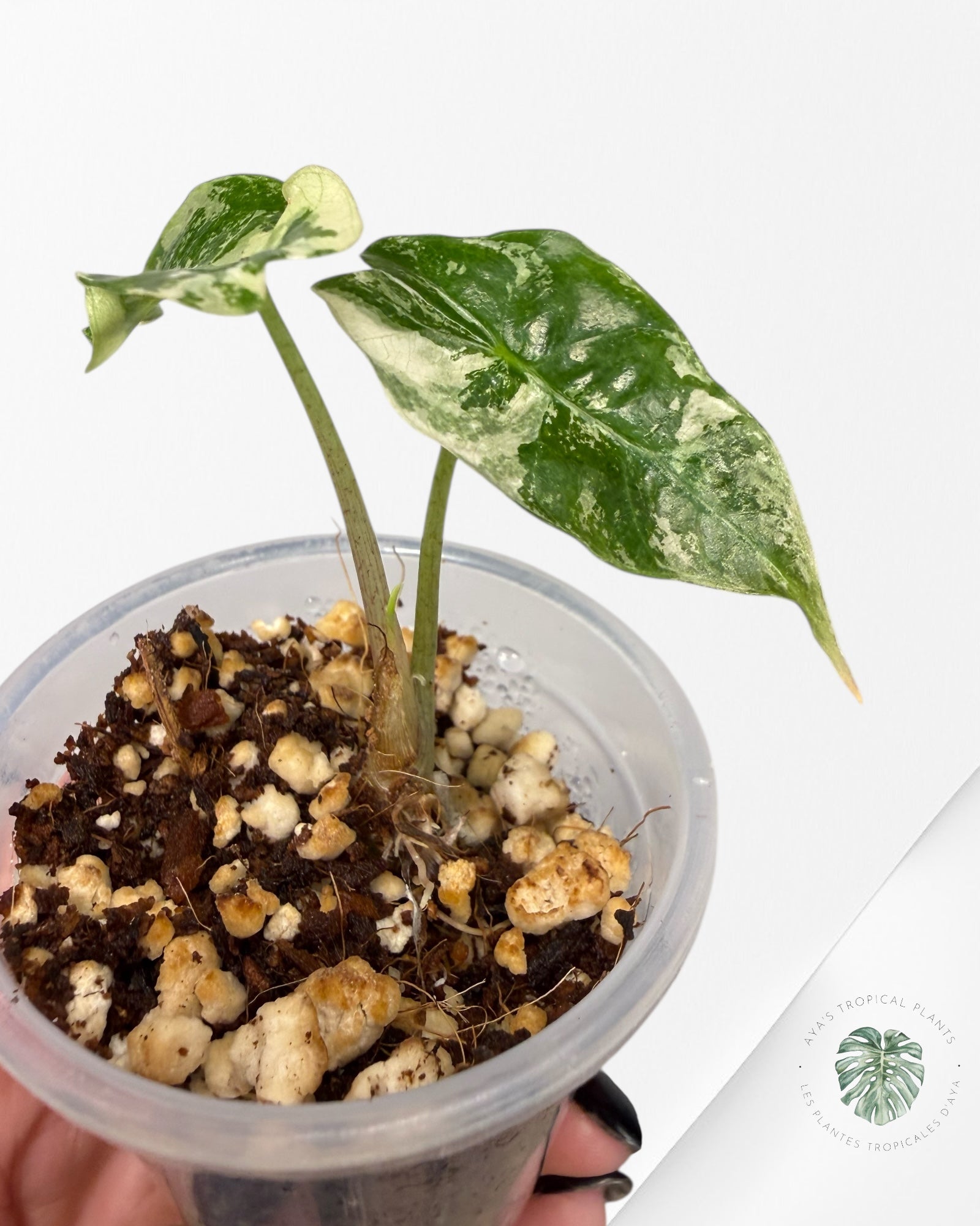 Alocasia Polly Pink Variegated| Rare TC Plant| Aya's Tropical Plants