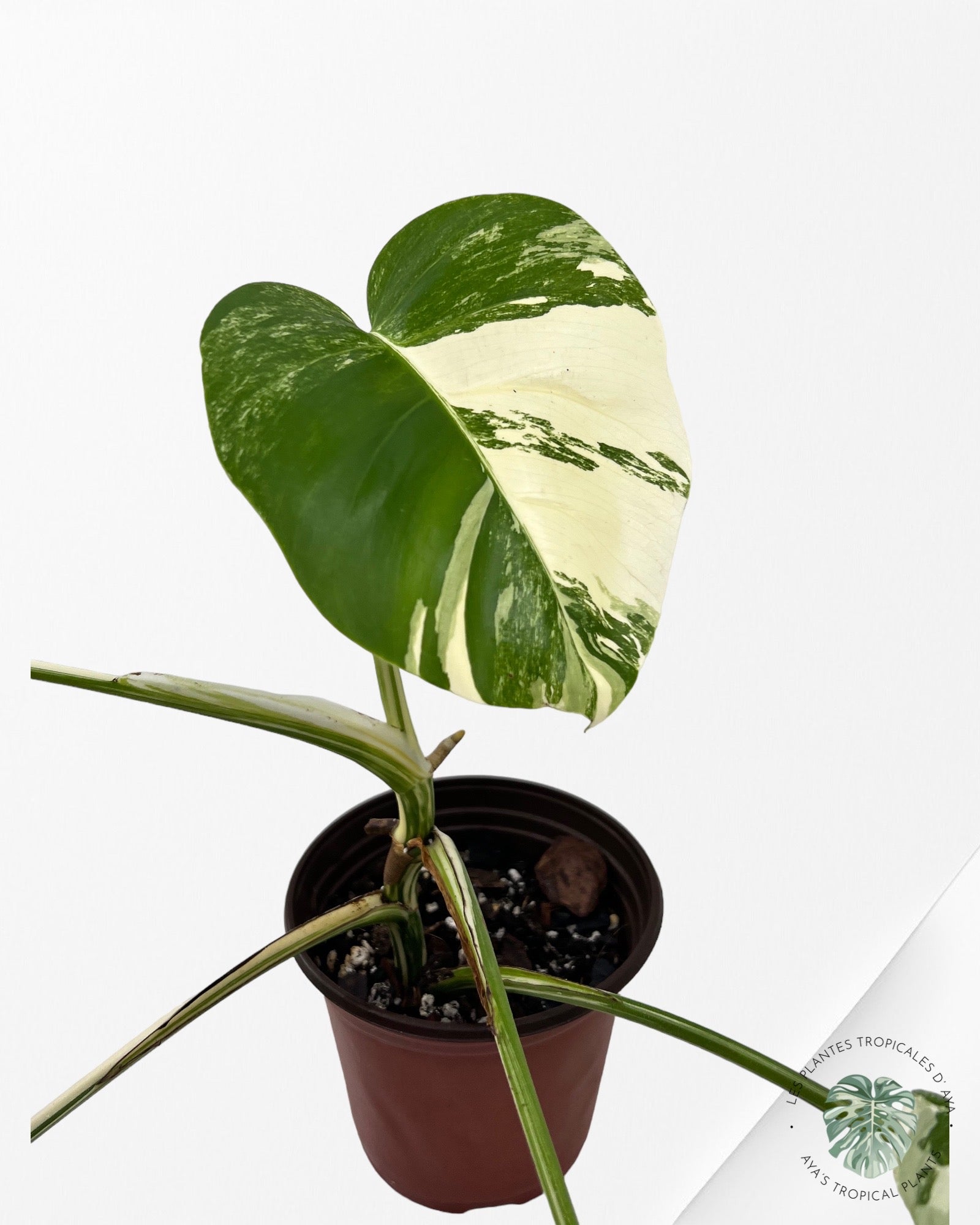 Monstera Borsigiana Albo JA13