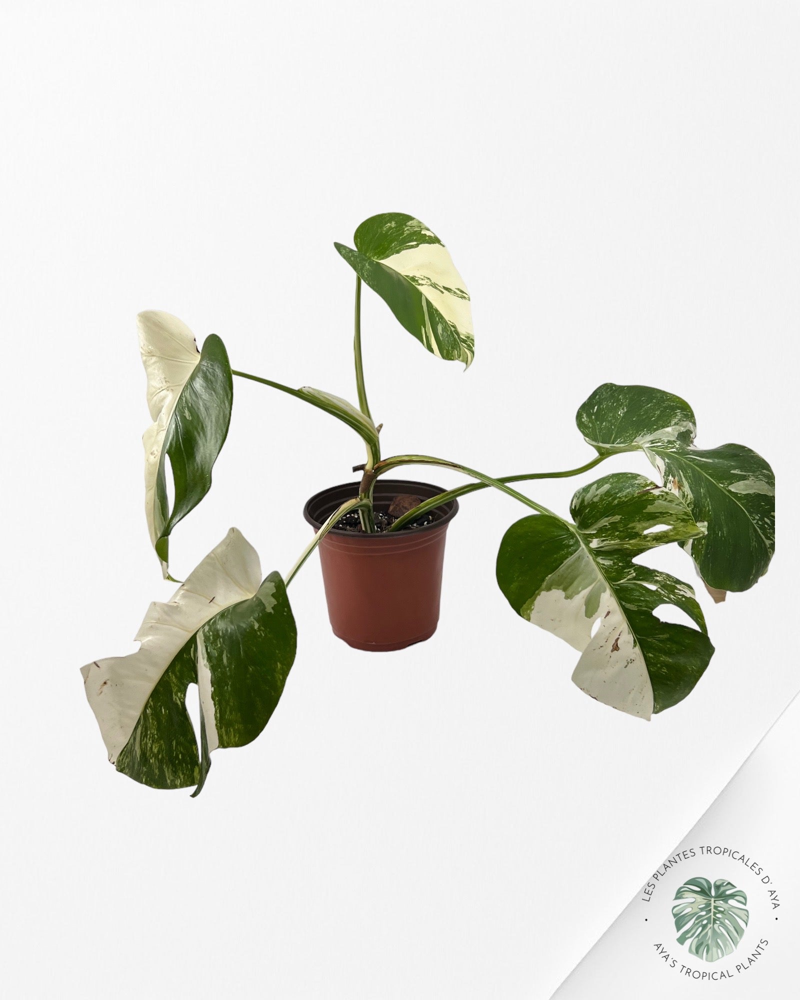 Monstera Borsigiana Albo JA13