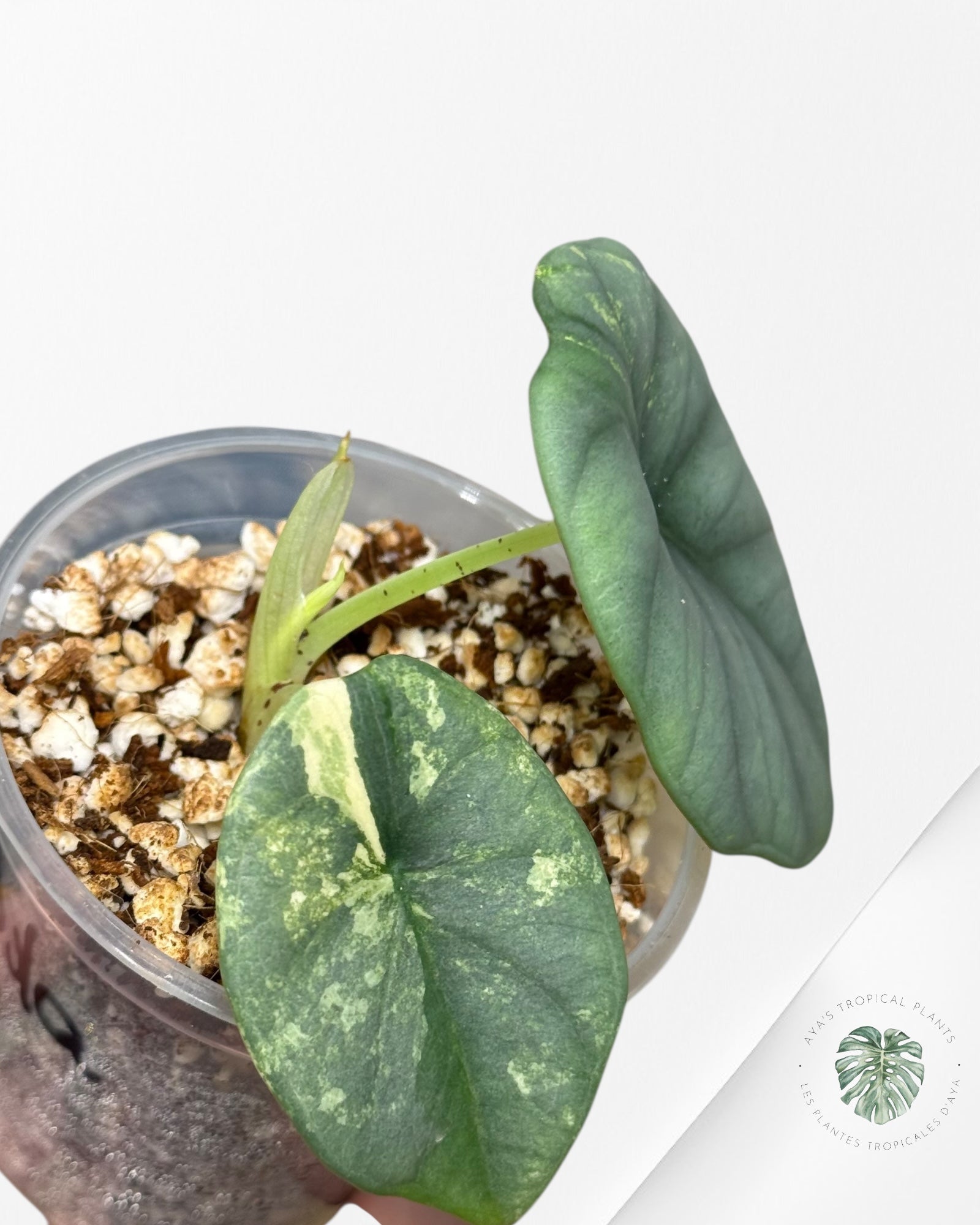 Alocasia Nebula Variegated Aurea ( Grade A) - TC4