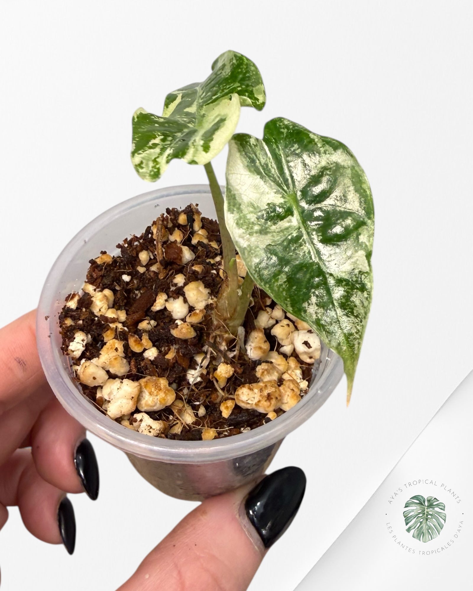 Alocasia Polly Pink Variegated| Rare TC Plant| Aya's Tropical Plants