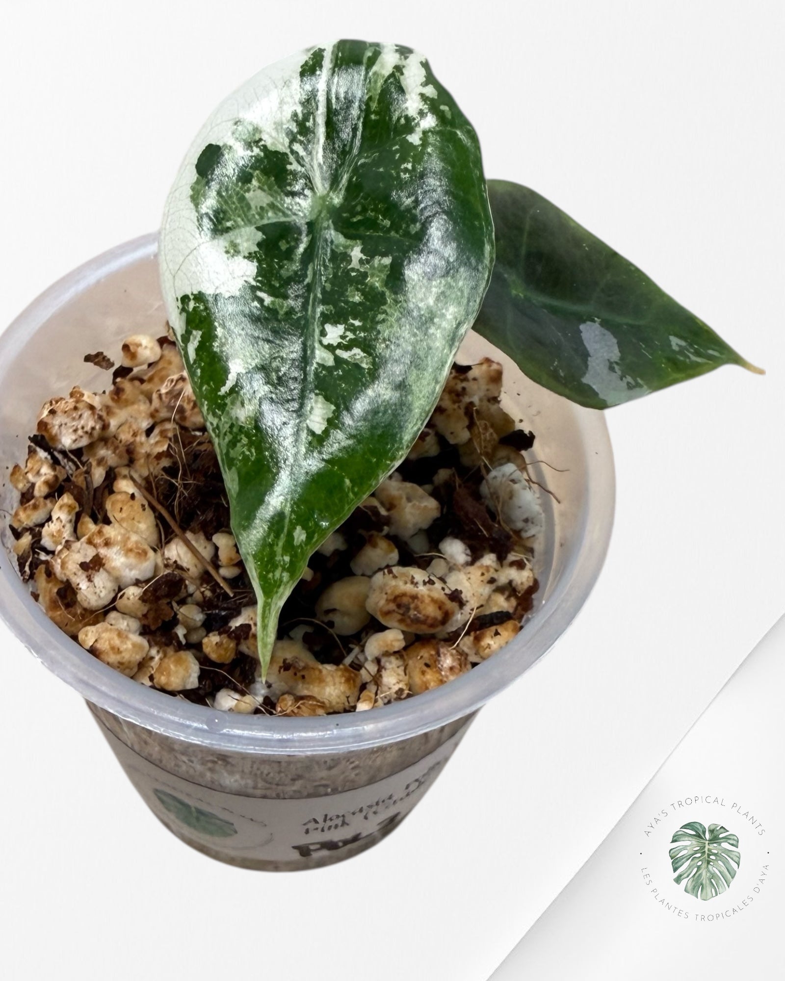 Alocasia Polly Pink Variegated| Rare TC Plant| Aya's Tropical Plants