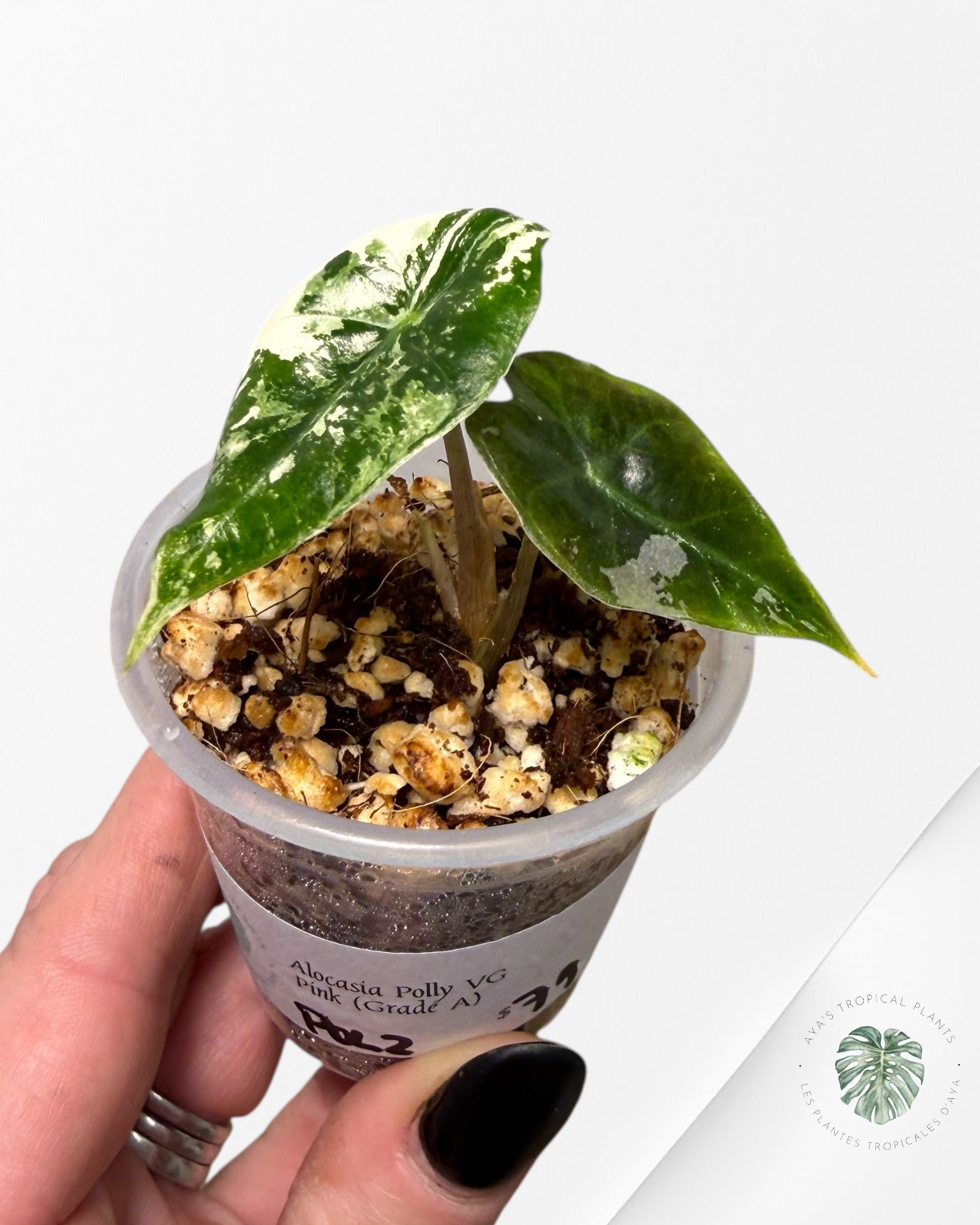 Alocasia Polly Pink Variegated| Rare TC Plant| Aya's Tropical Plants