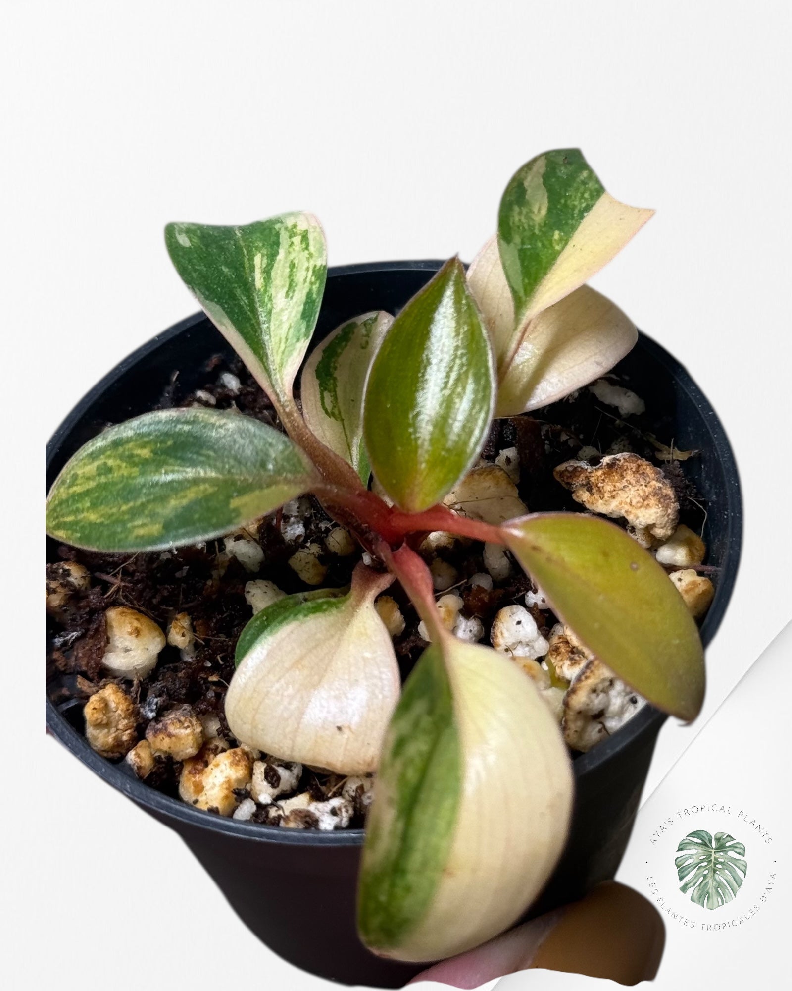 Philodendron Red Congo Variegata-13F