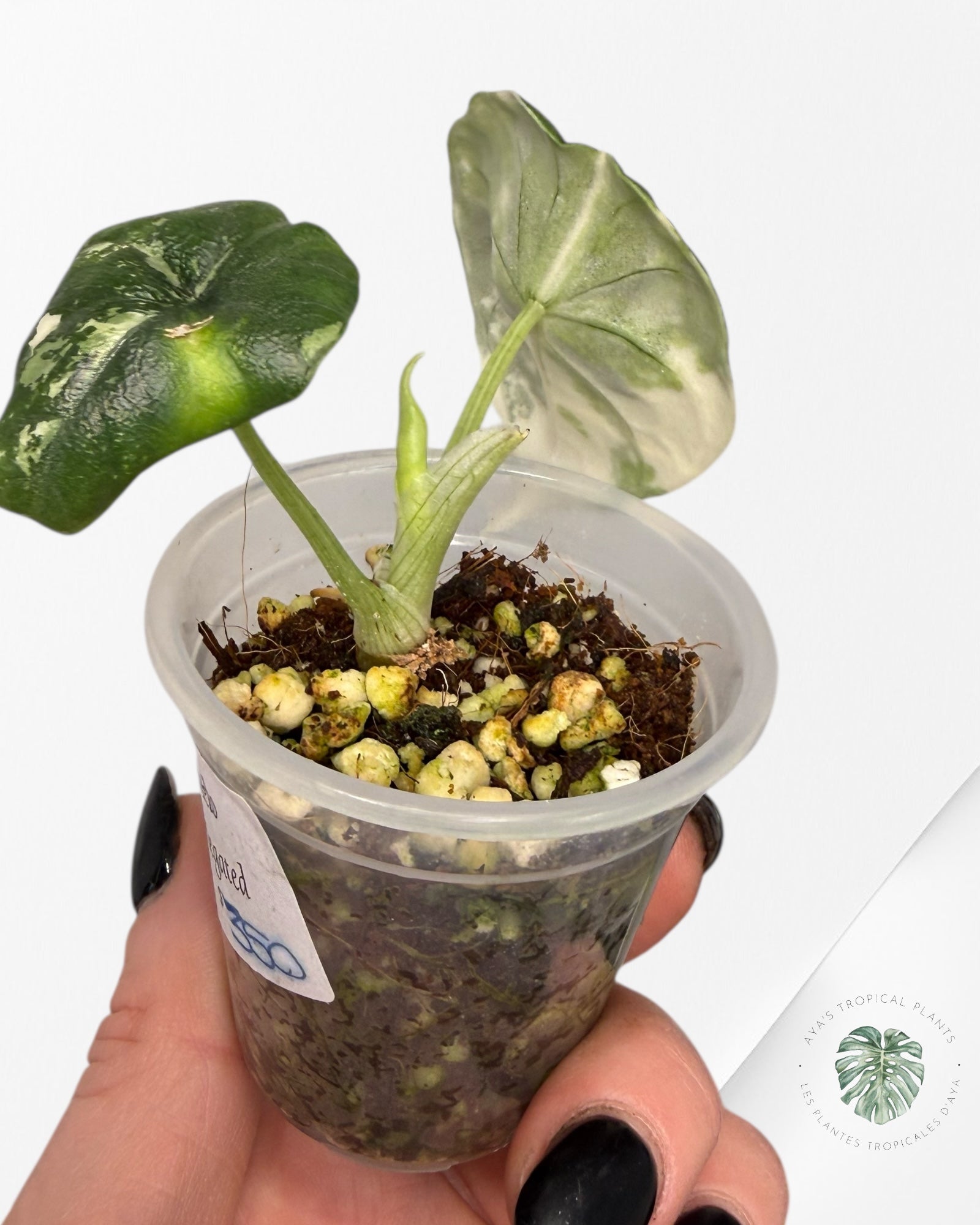 Alocasia Melo Variegated Albo| Rare TC Plant| Aya's Tropical Plants