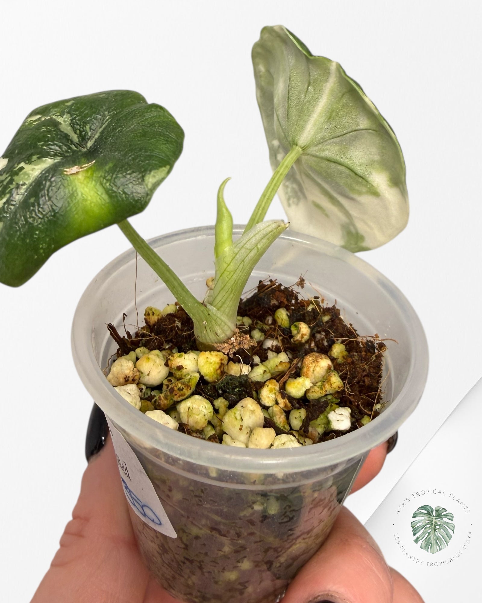 Alocasia Melo Variegated Albo| Rare TC Plant| Aya's Tropical Plants