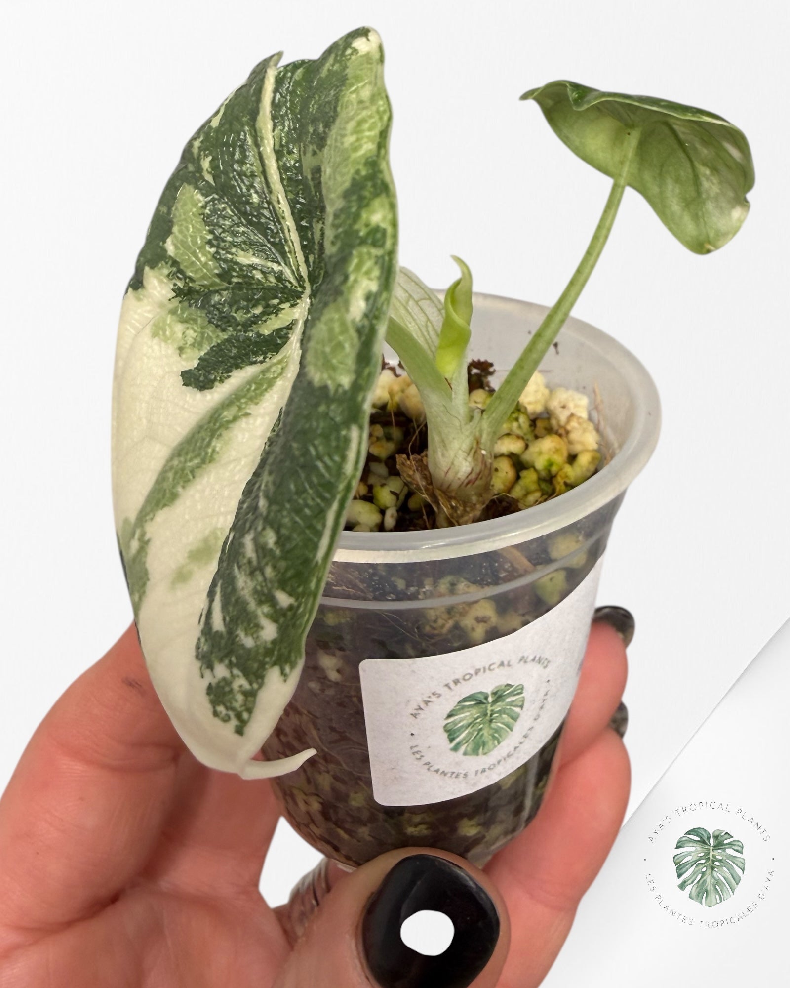 Alocasia Melo Variegated Albo| Rare TC Plant| Aya's Tropical Plants