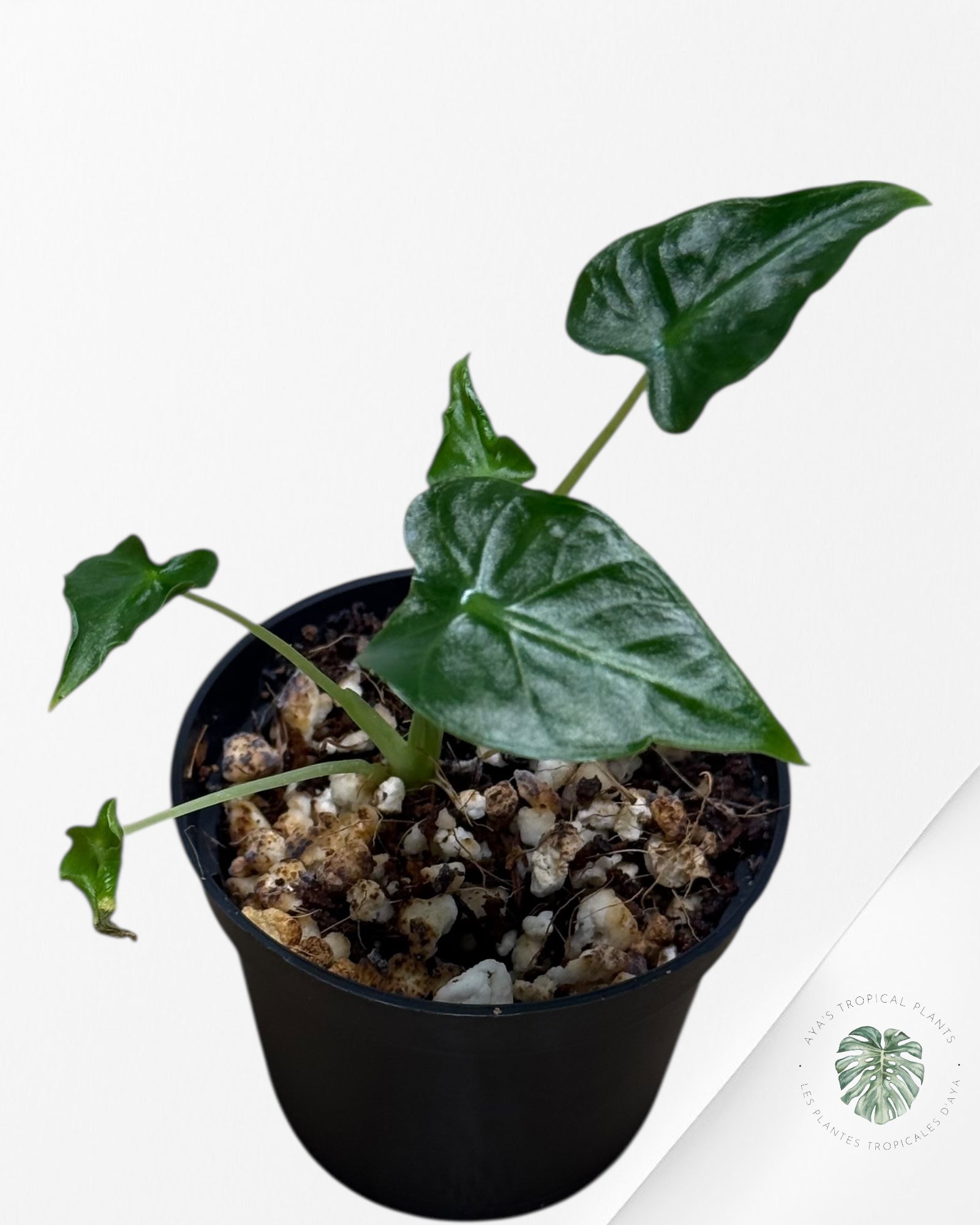 Alocasia Frydek ‘Tattoo’ - 13g