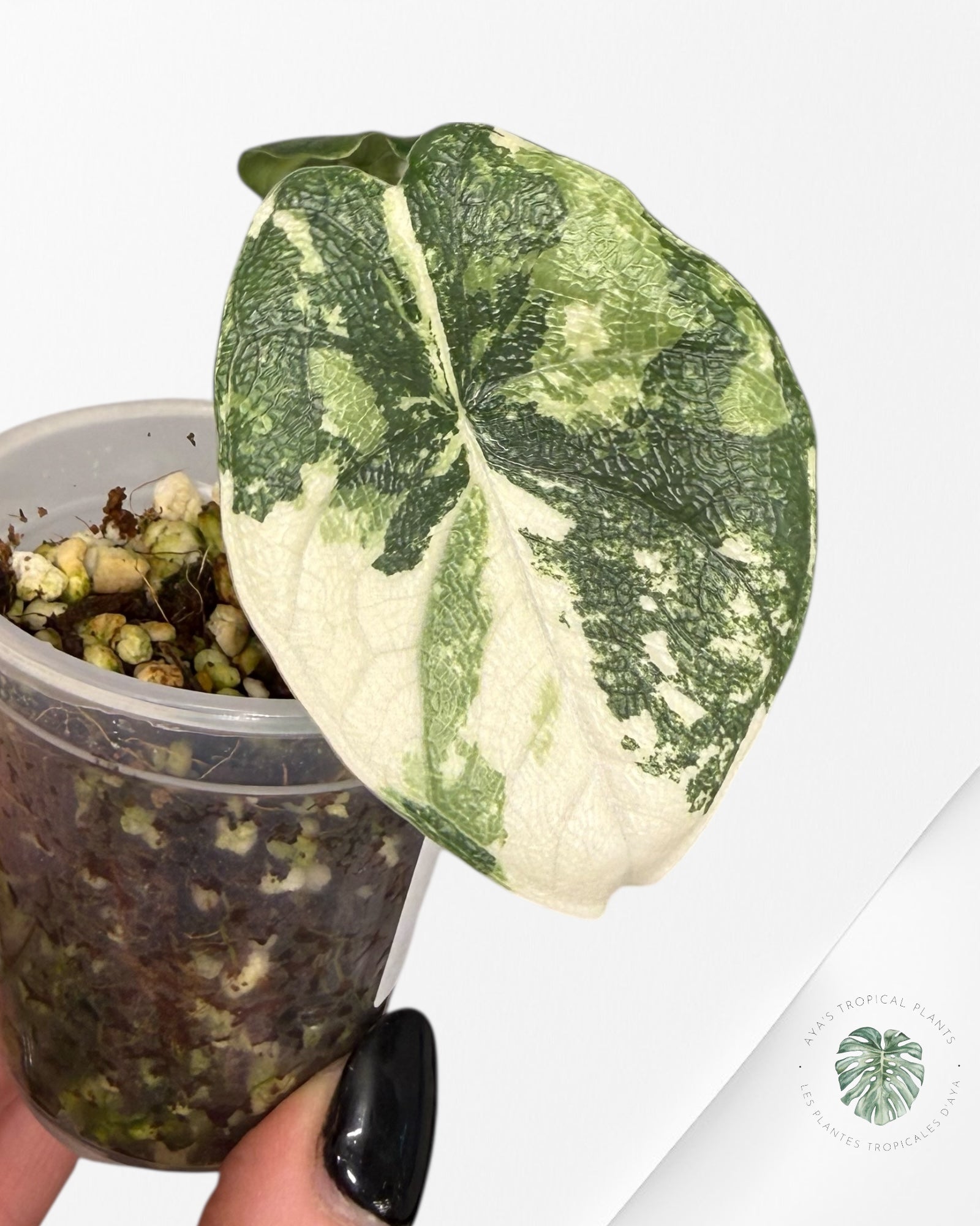 Alocasia Melo Variegated Albo| Rare TC Plant| Aya's Tropical Plants