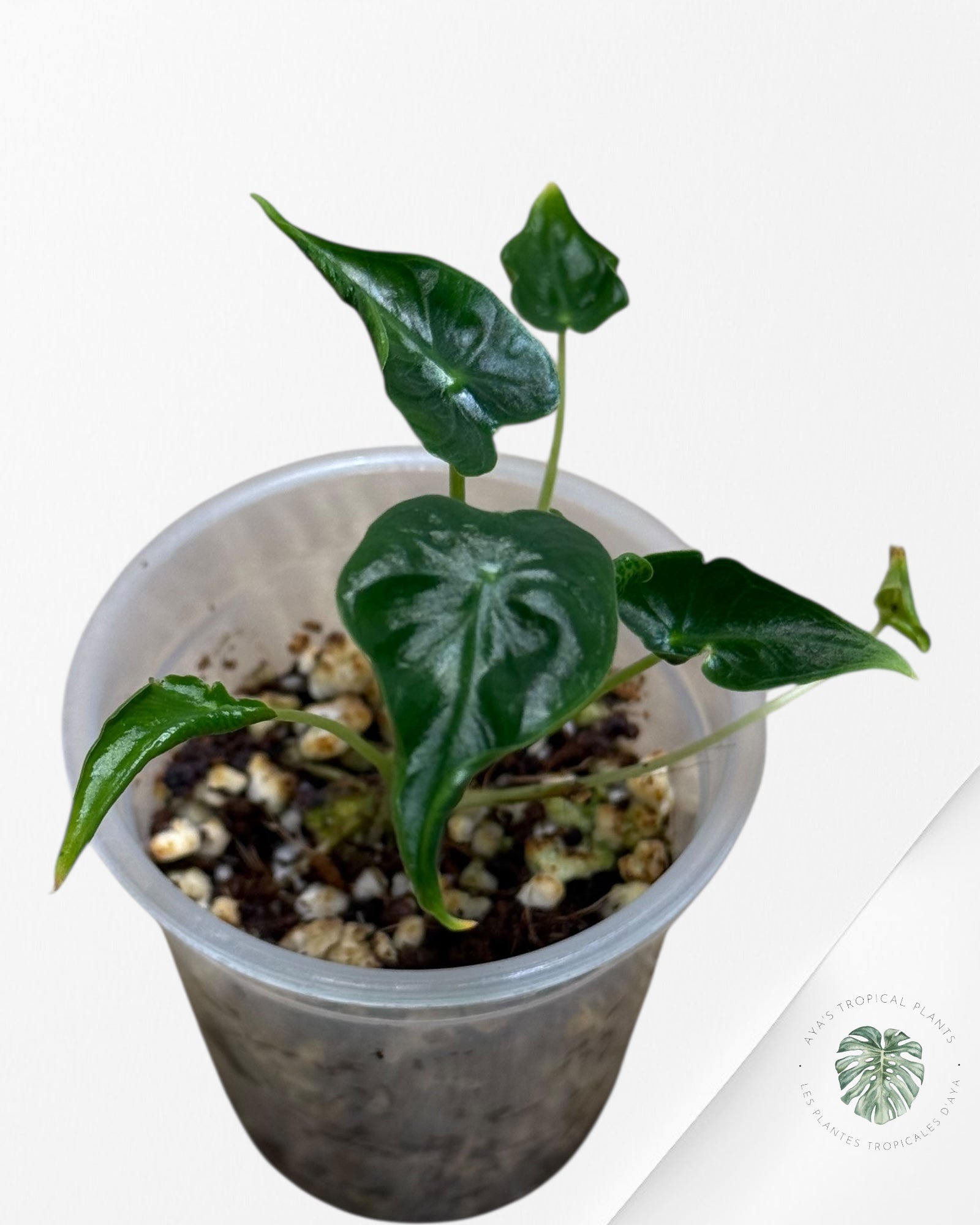 Alocasia Frydek ‘Tattoo’ - 13h
