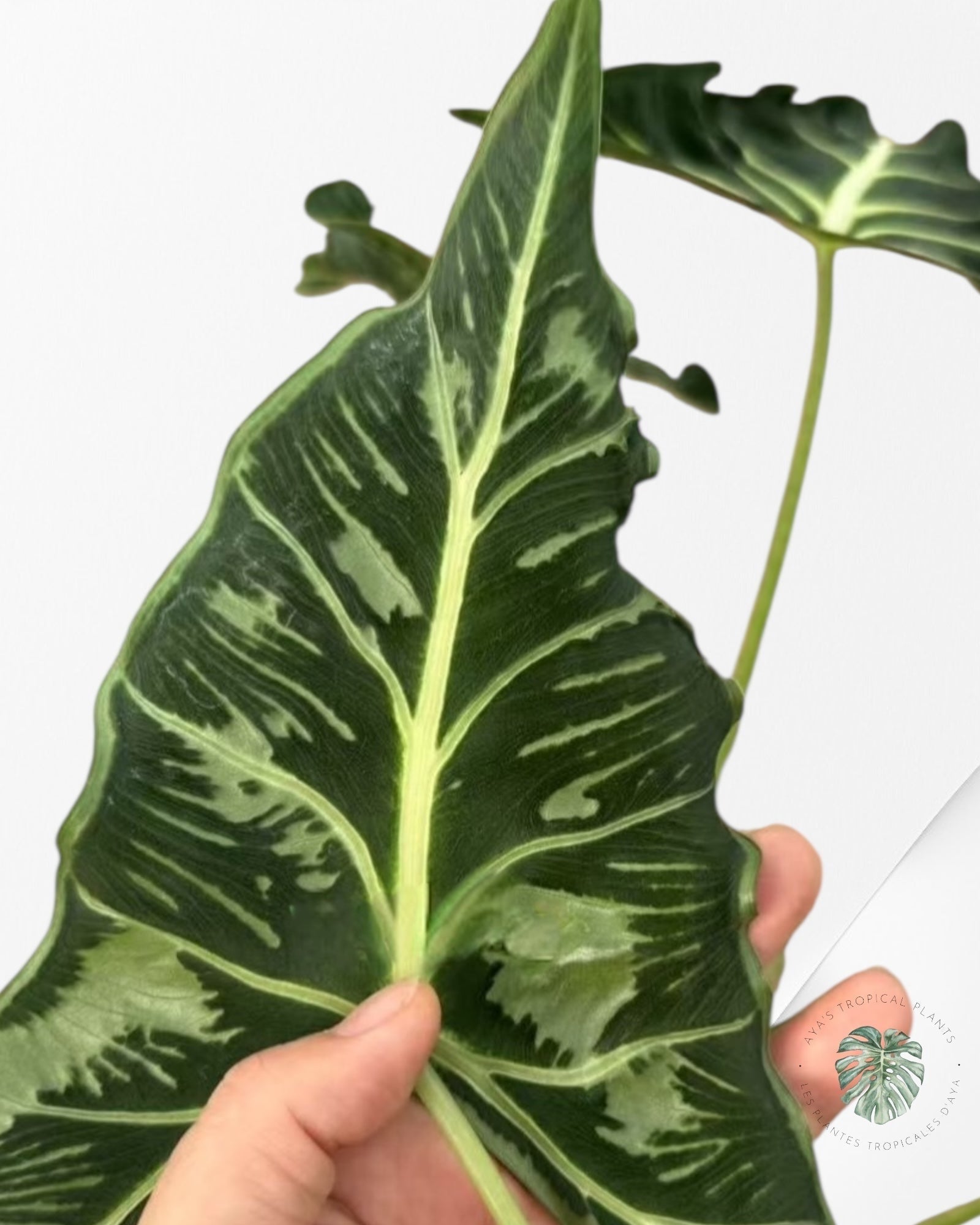 Alocasia Frydek ‘Tattoo’| Rare TC Plant| Aya's Tropical Plants