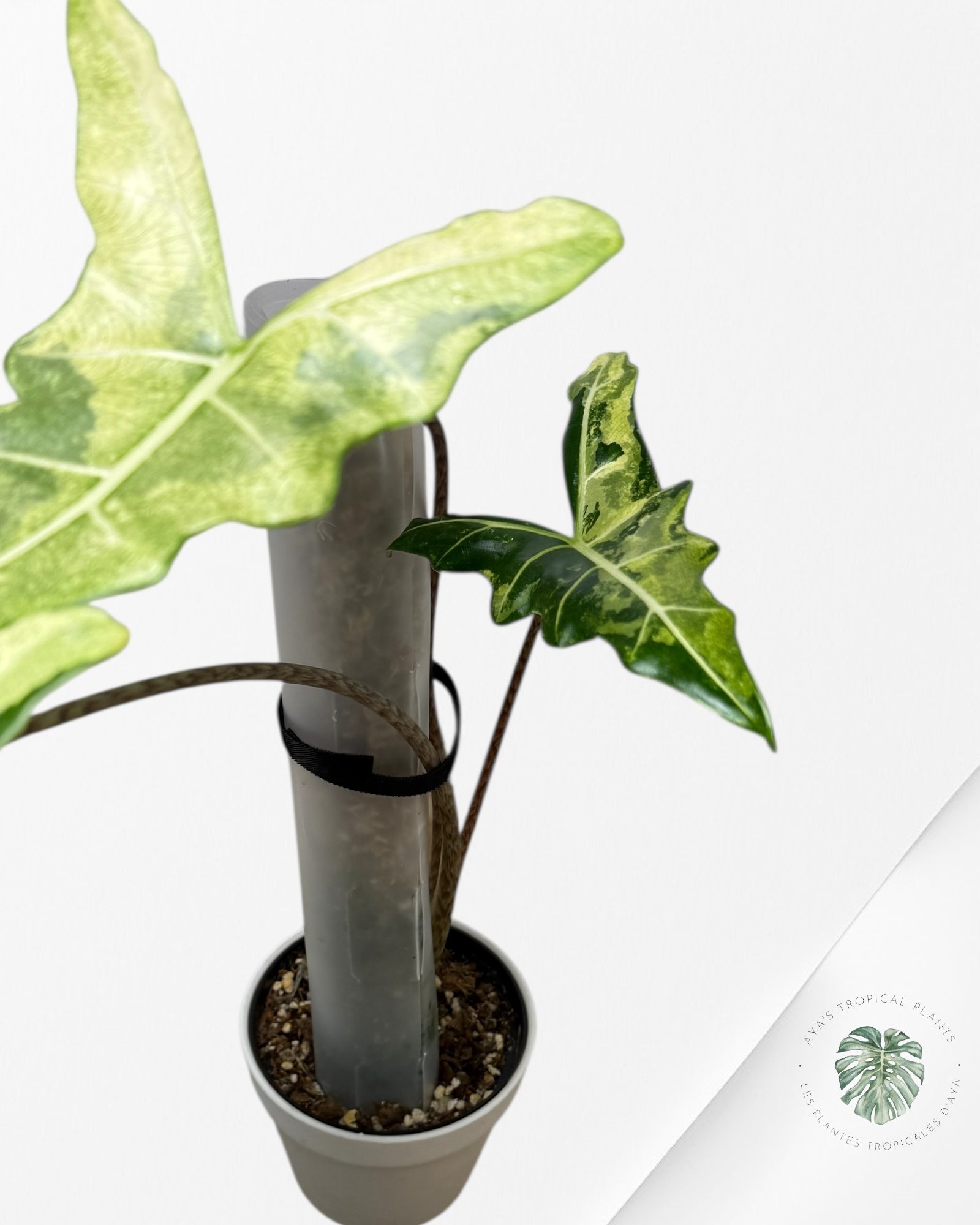 Alocasia Sarian Variegated | Rare Aroid Plant| Aya's Tropical Plants