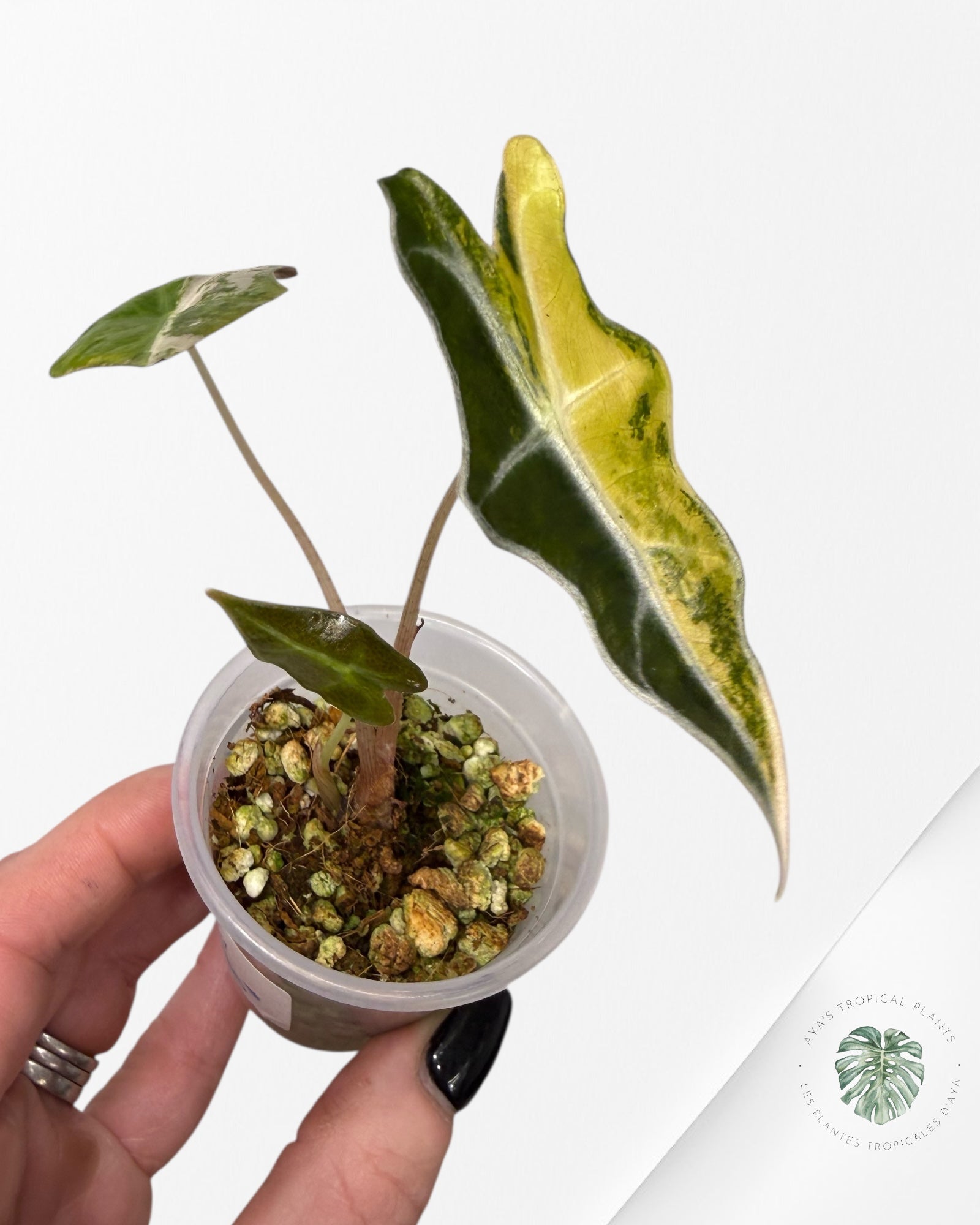 Alocasia Nobilis Variegated Aurea| Rare TC Plant| Aya's Tropical Plants