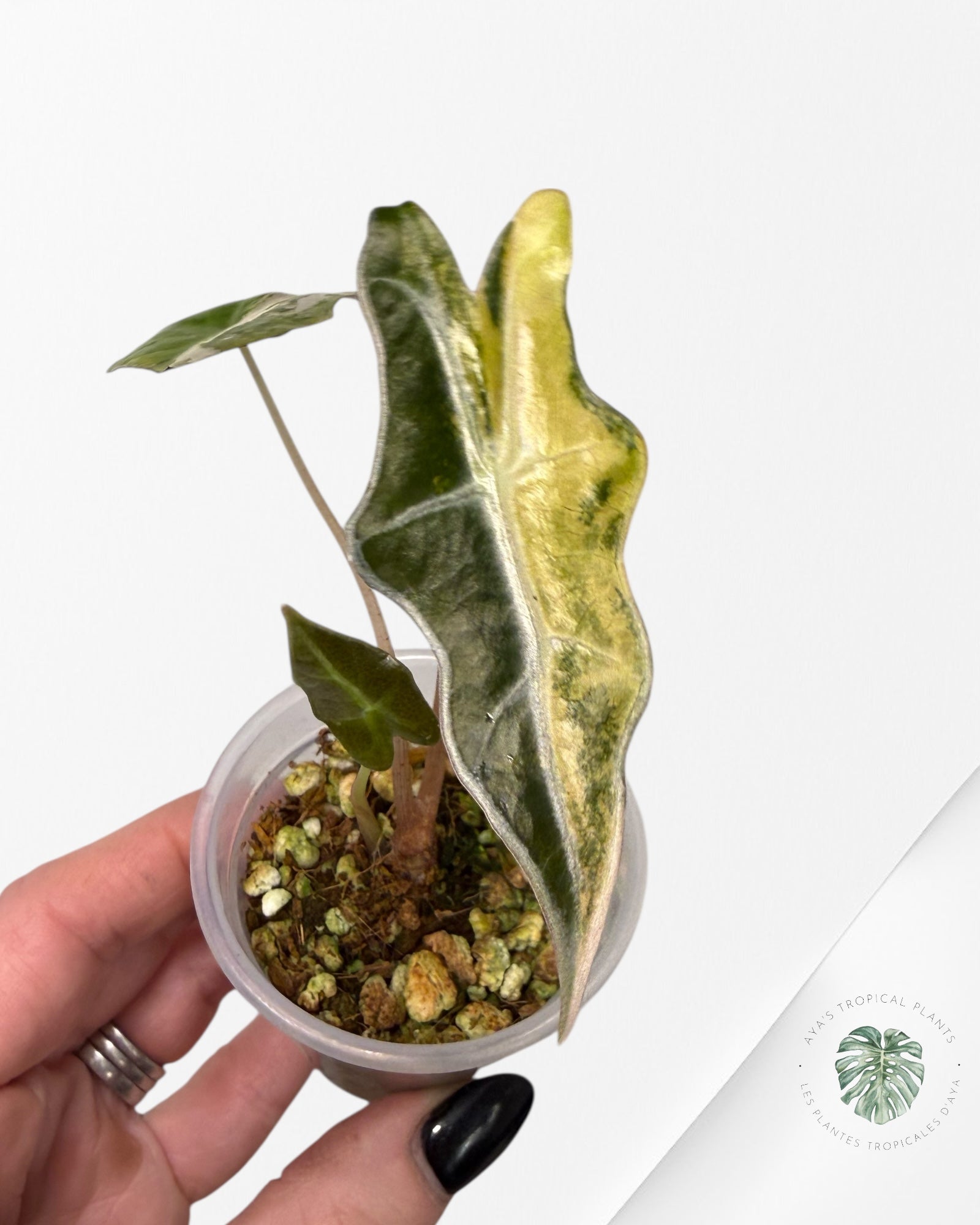 Alocasia Nobilis Variegated Aurea| Rare TC Plant| Aya's Tropical Plants