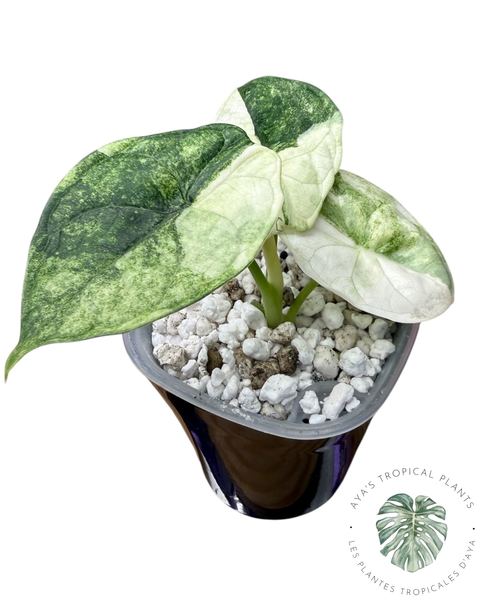 Alocasia Aegis Menthe Panachée