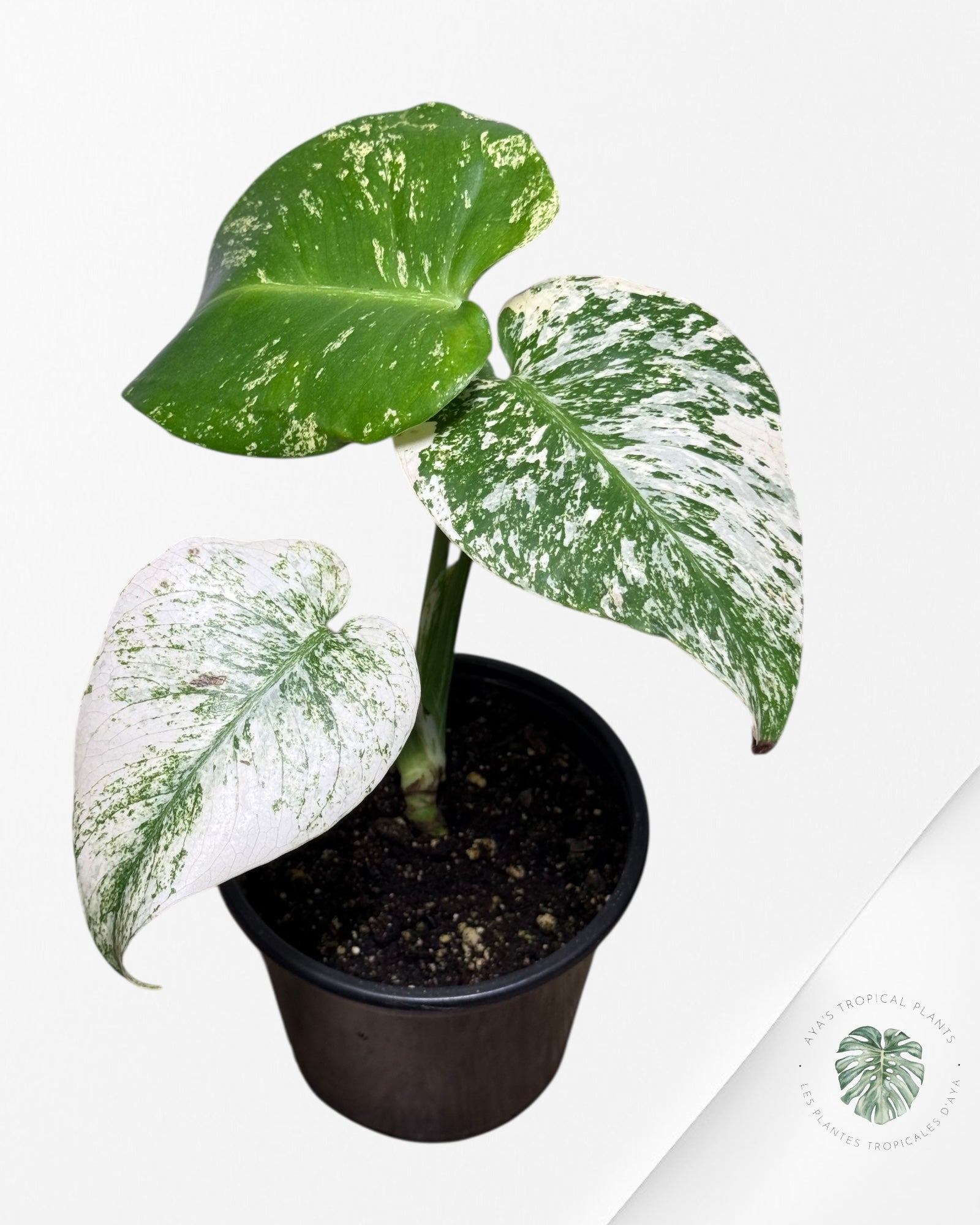 Monstera Mint-13N